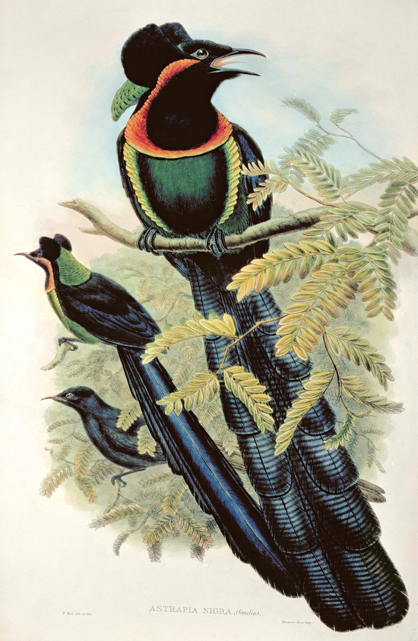 Astrapia de Arfak, Astrapia Nigra - Ave del Paraíso de M. Hart