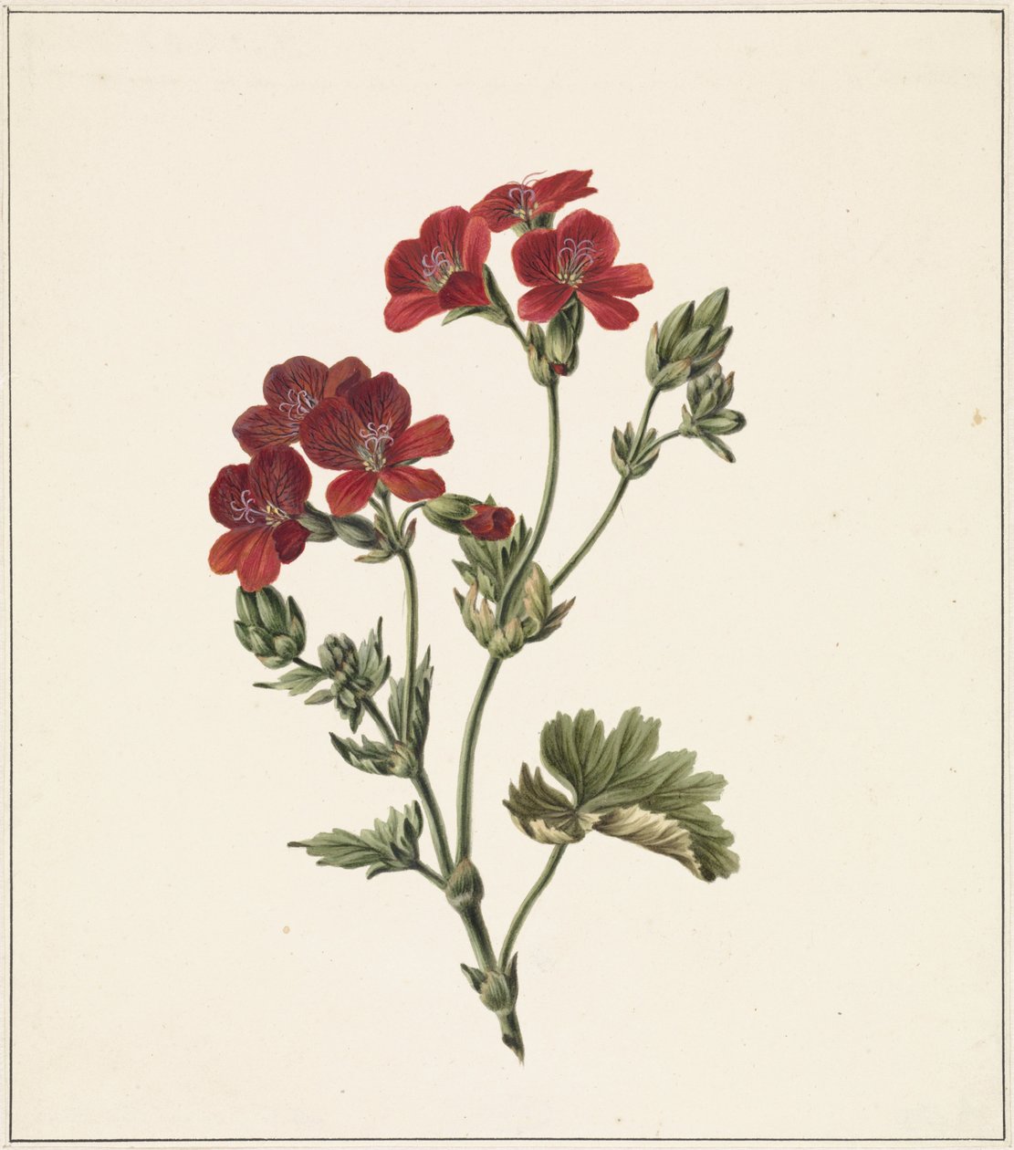 Flor roja de M. de Gijselaar
