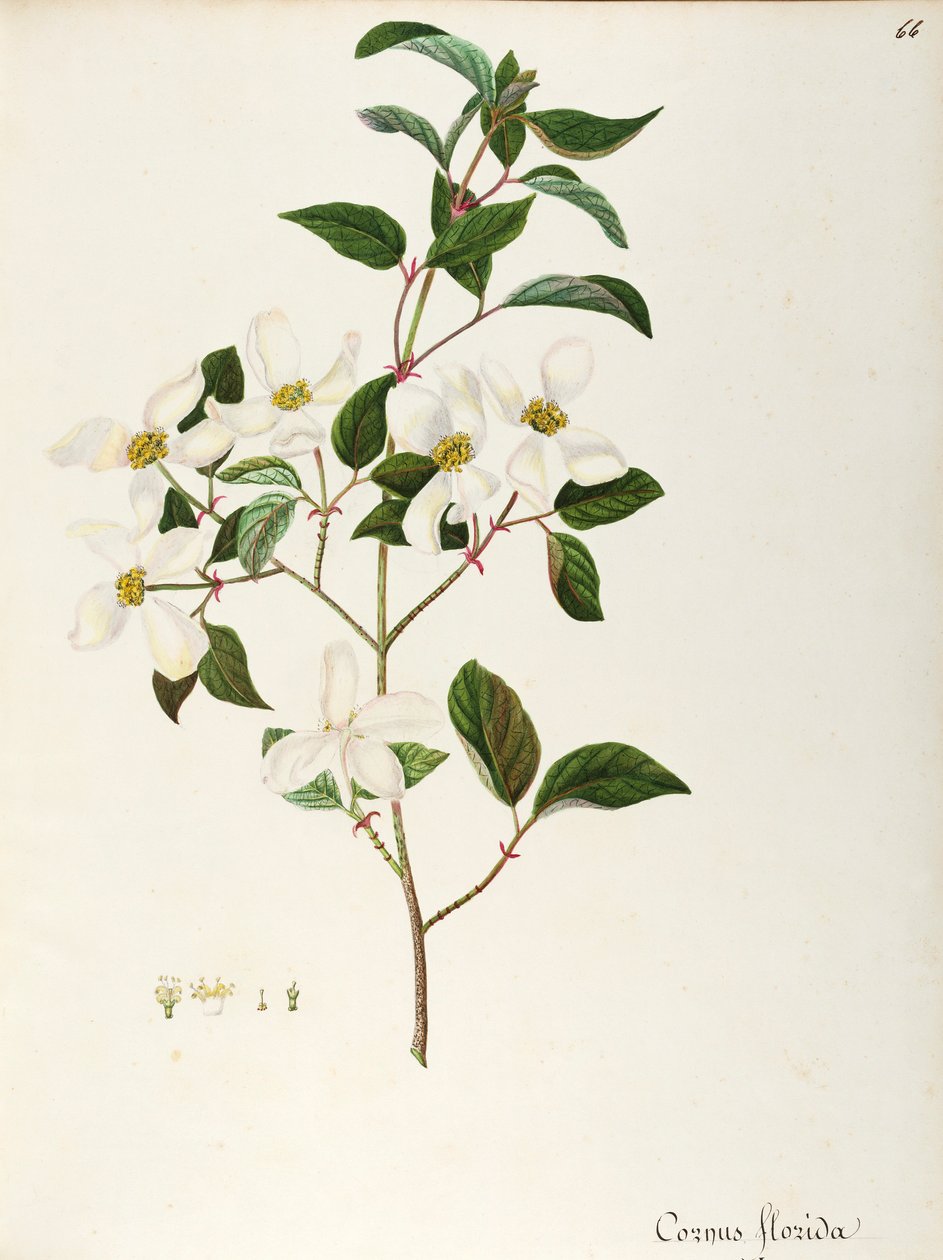 Cornejo en flor (Cornus florida), Cornaceae, pequeño árbol o arbusto originario de América del Norte, acuarela de Maddalena Lisa Mussino