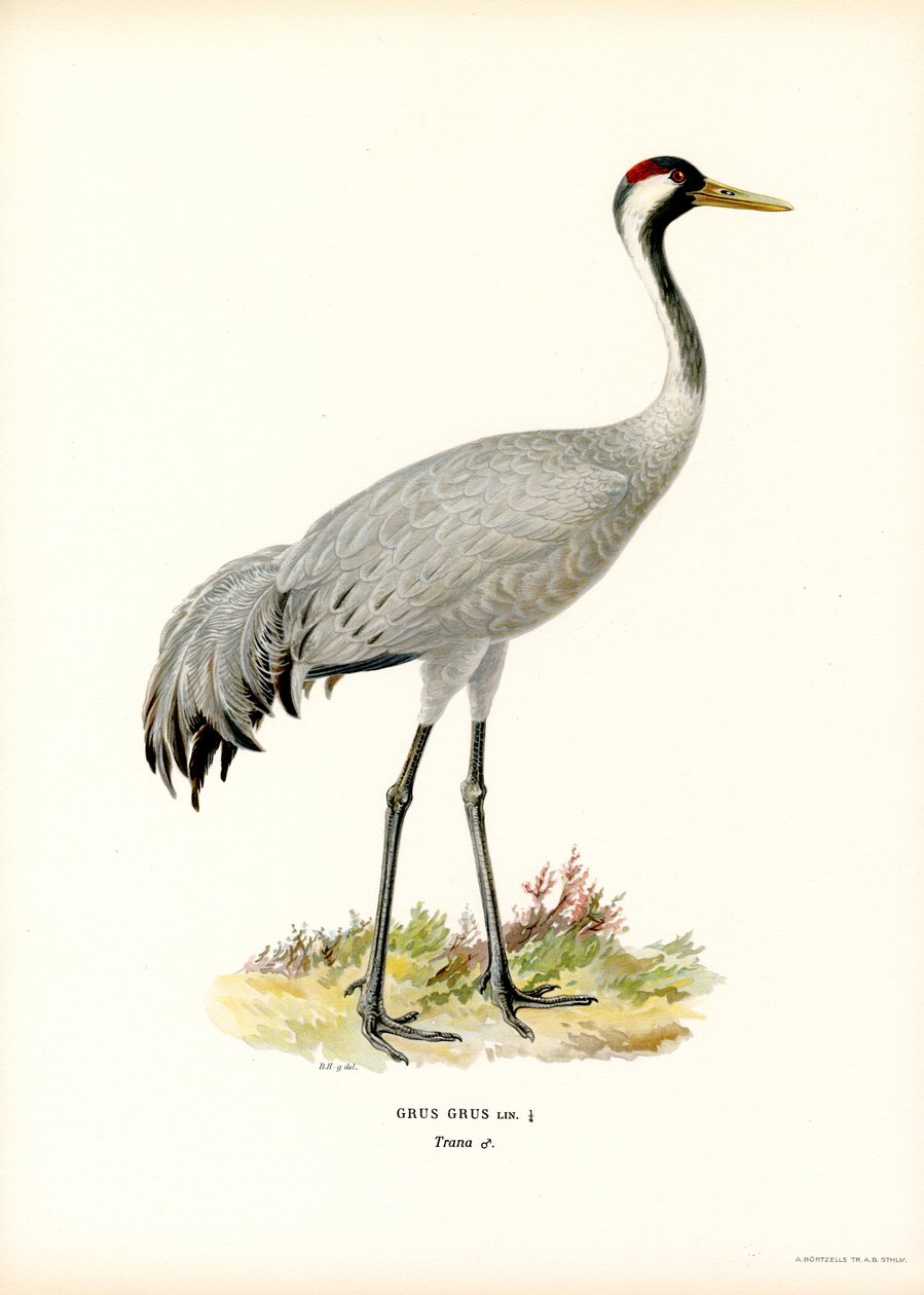 Grúa (litografía en color) de Magnus Ferdinand and Wilhelm von Wright