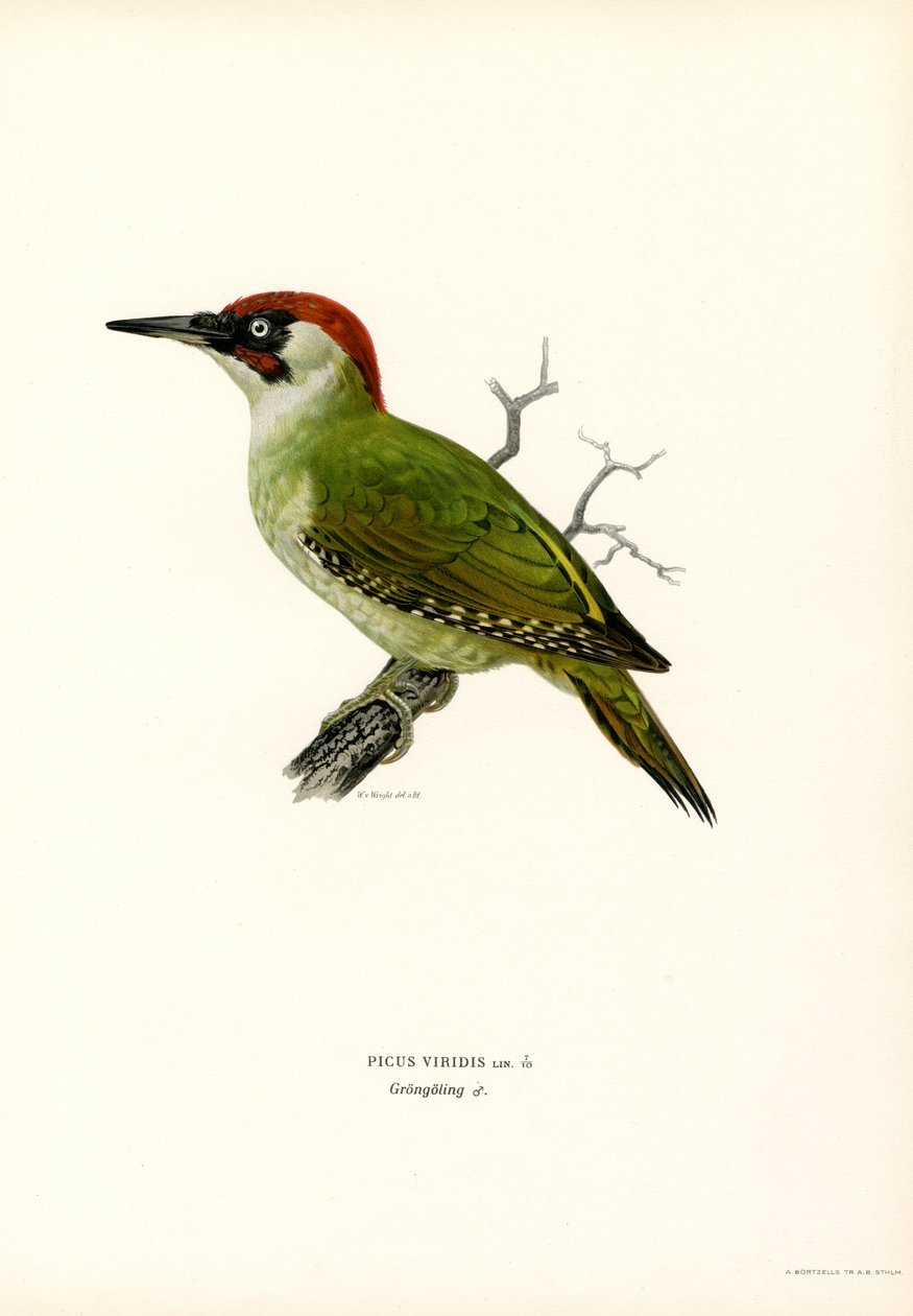 Pájaro carpintero verde (litografía en color) de Magnus Ferdinand and Wilhelm von Wright