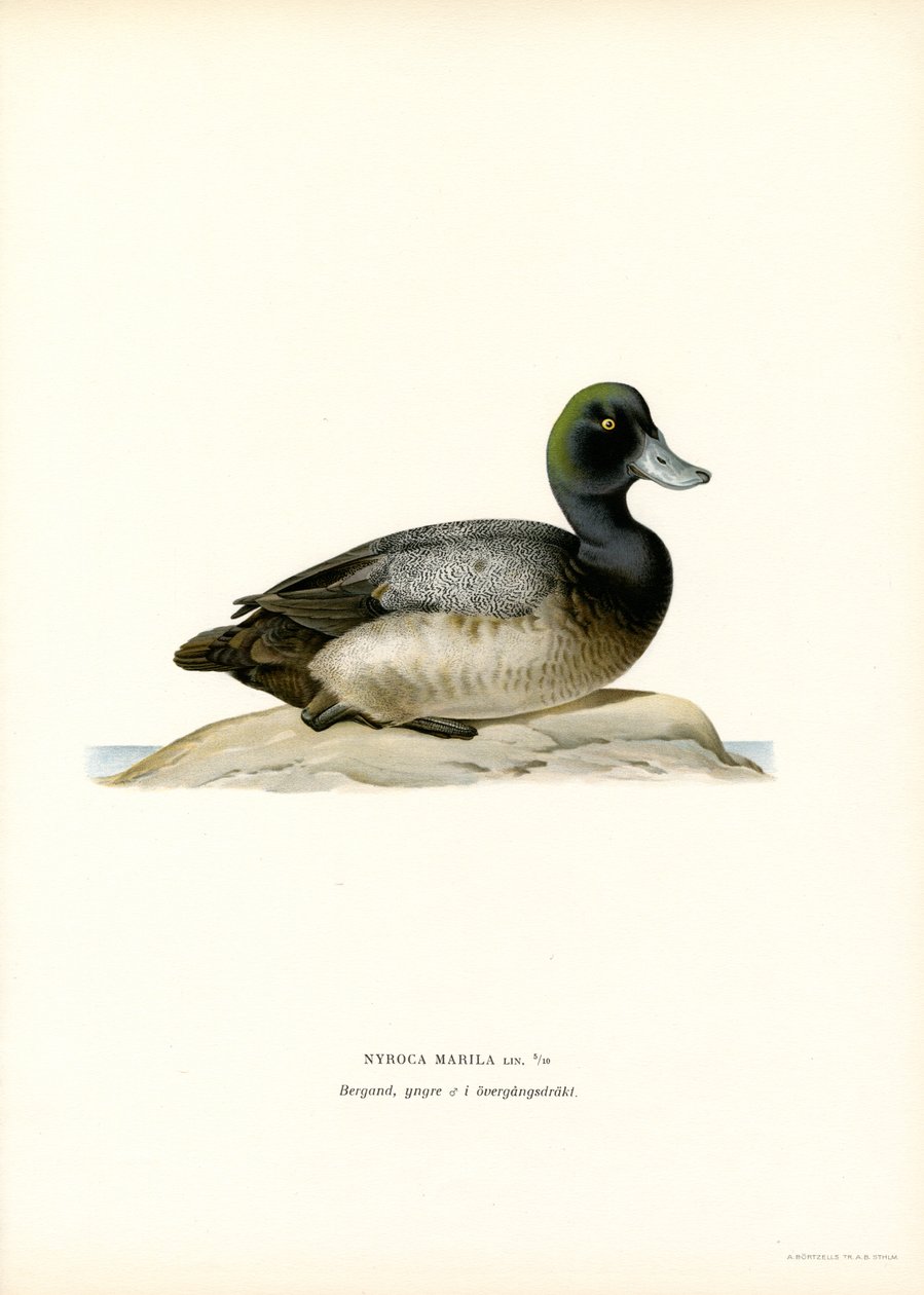 Pato americano (litografía en color) de Magnus Ferdinand and Wilhelm von Wright