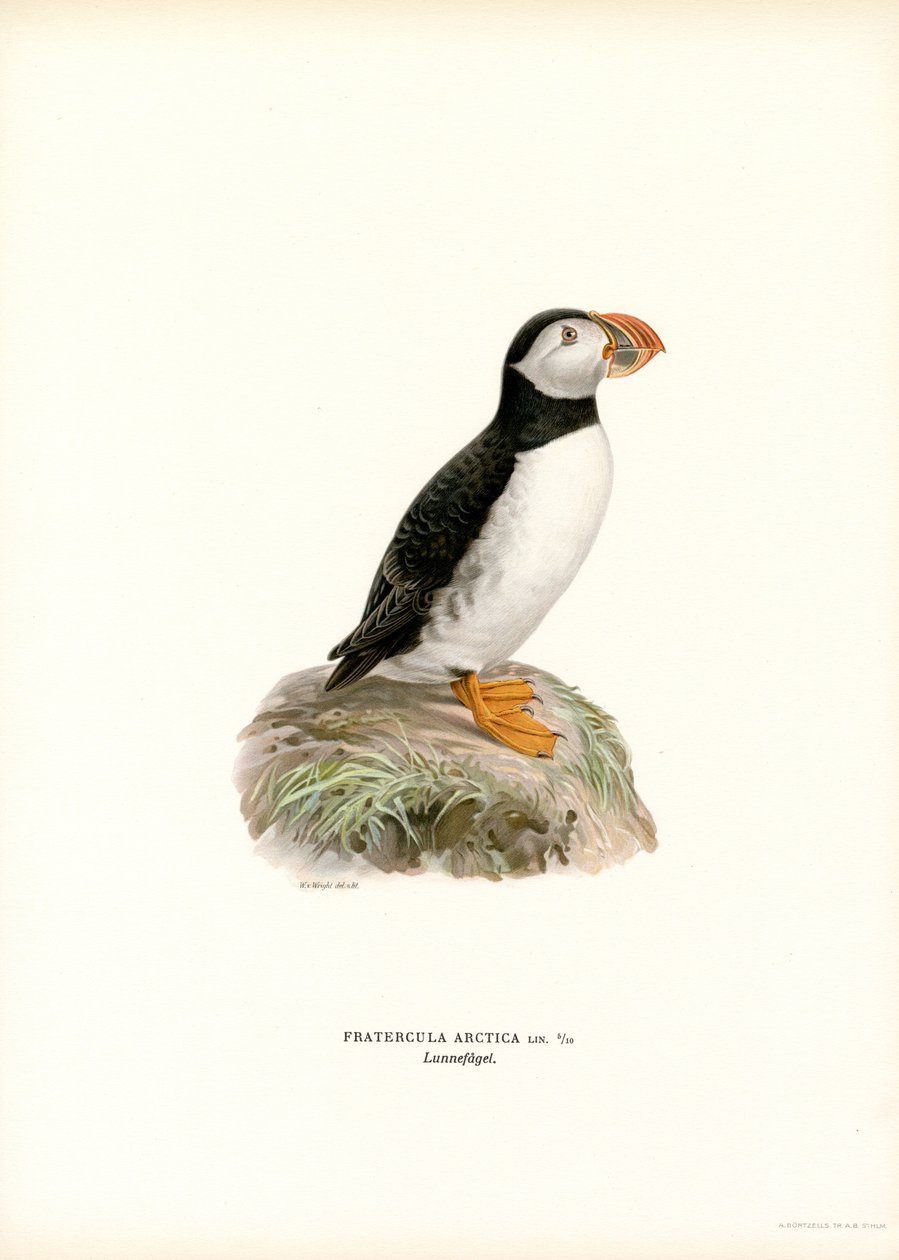 Frailecillo del Atlántico (litografía en color) de Magnus Ferdinand and Wilhelm von Wright