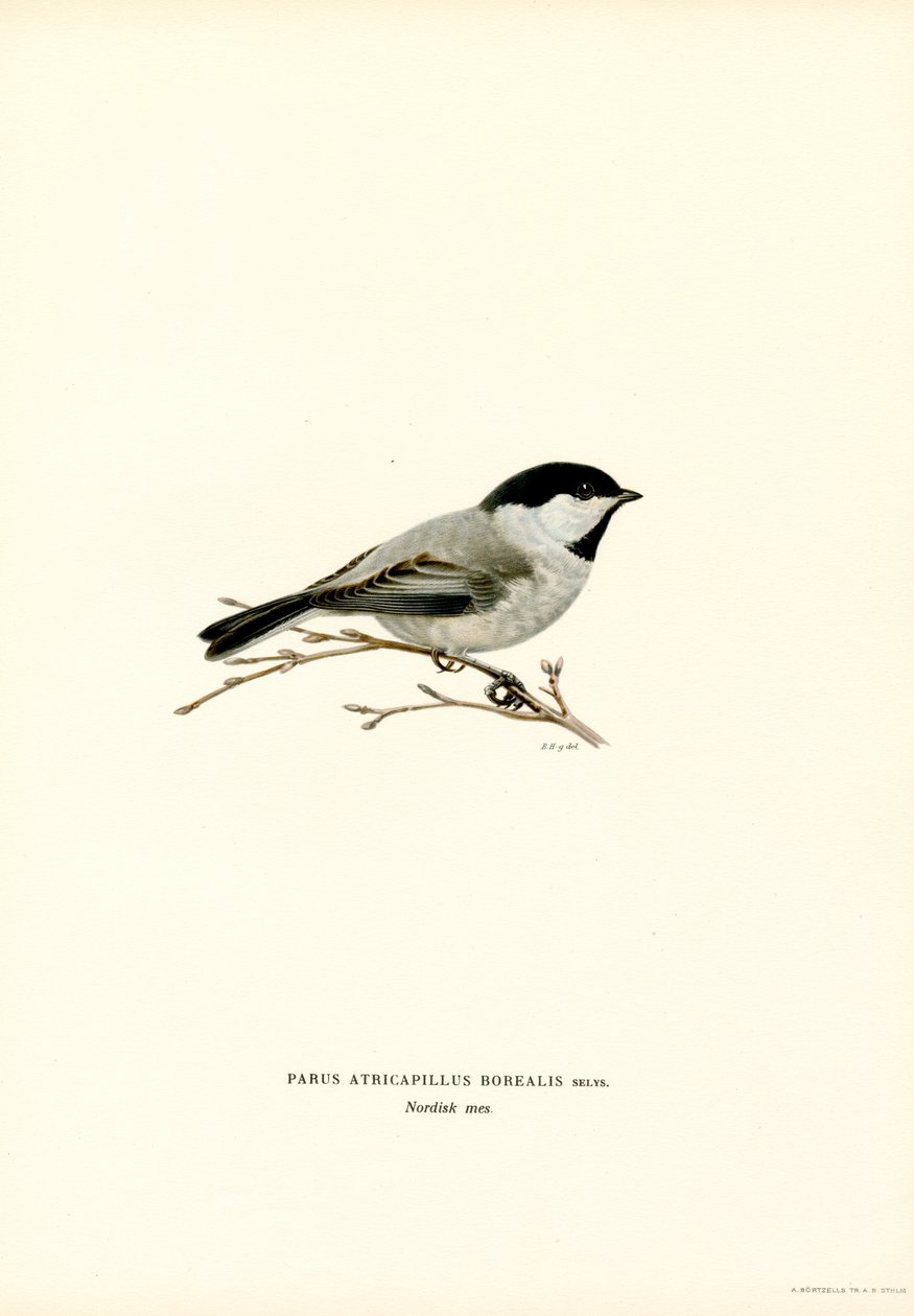 Grillo de cabeza negra (litografía en color) de Magnus Ferdinand and Wilhelm von Wright