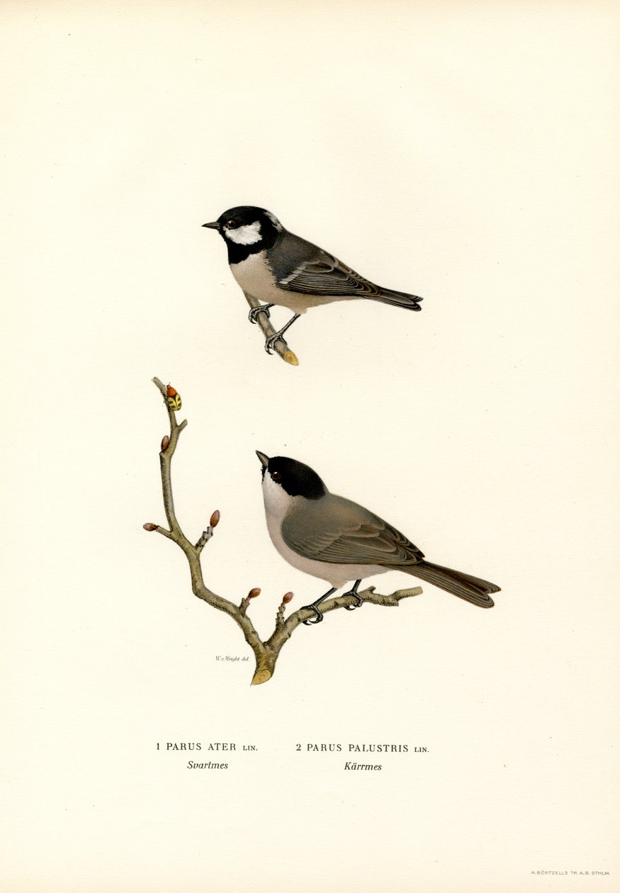 Herrerillo común (litografía en color) de Magnus Ferdinand and Wilhelm von Wright