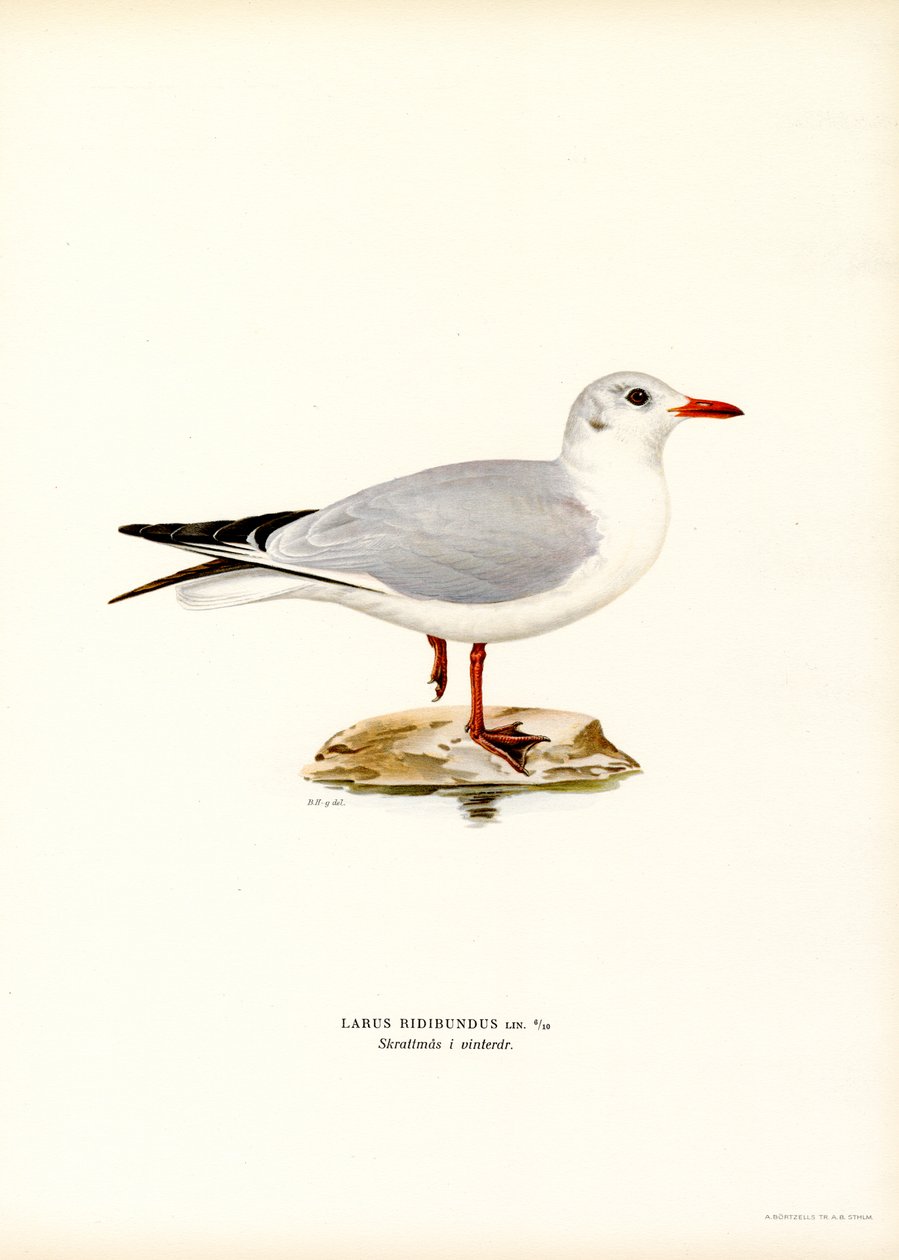 Gaviota cabecinegra (litografía en color) de Magnus Ferdinand and Wilhelm von Wright