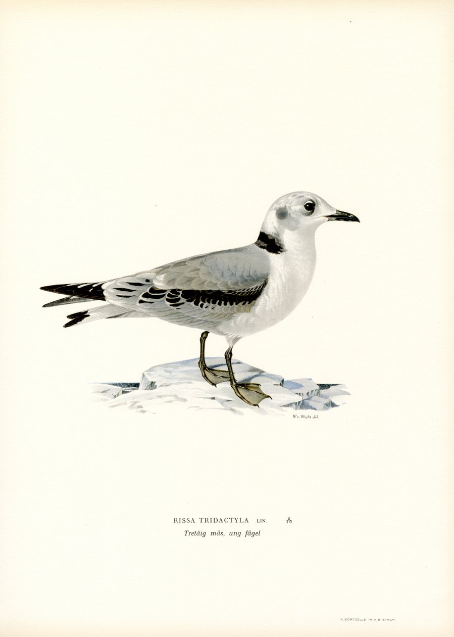 Gaviota negra (litografía en color) de Magnus Ferdinand and Wilhelm von Wright