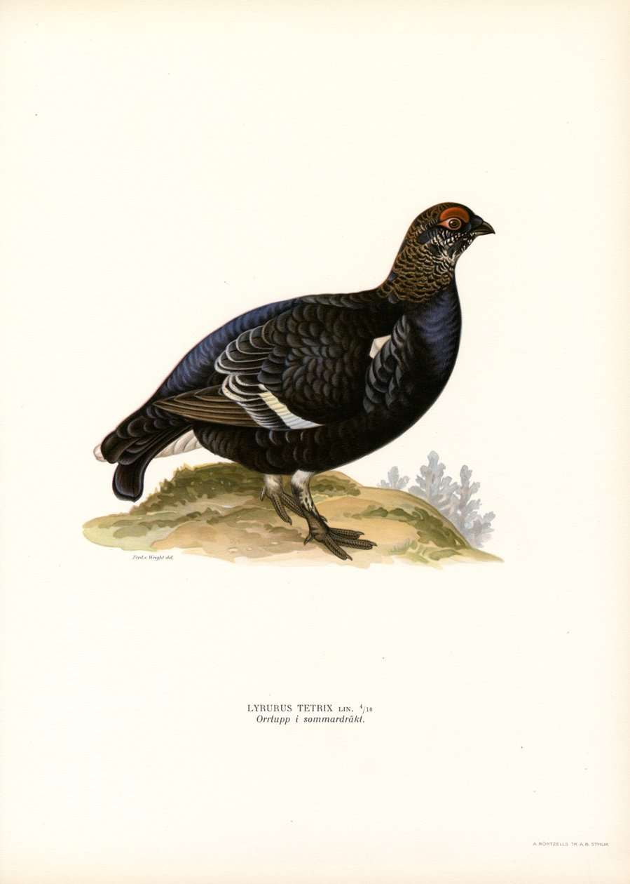 Urogallo negro (litografía en color) de Magnus Ferdinand and Wilhelm von Wright