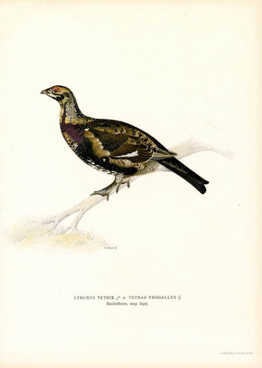 Urogallo negro x Urogallo occidental (litografía en color) de Magnus Ferdinand and Wilhelm von Wright