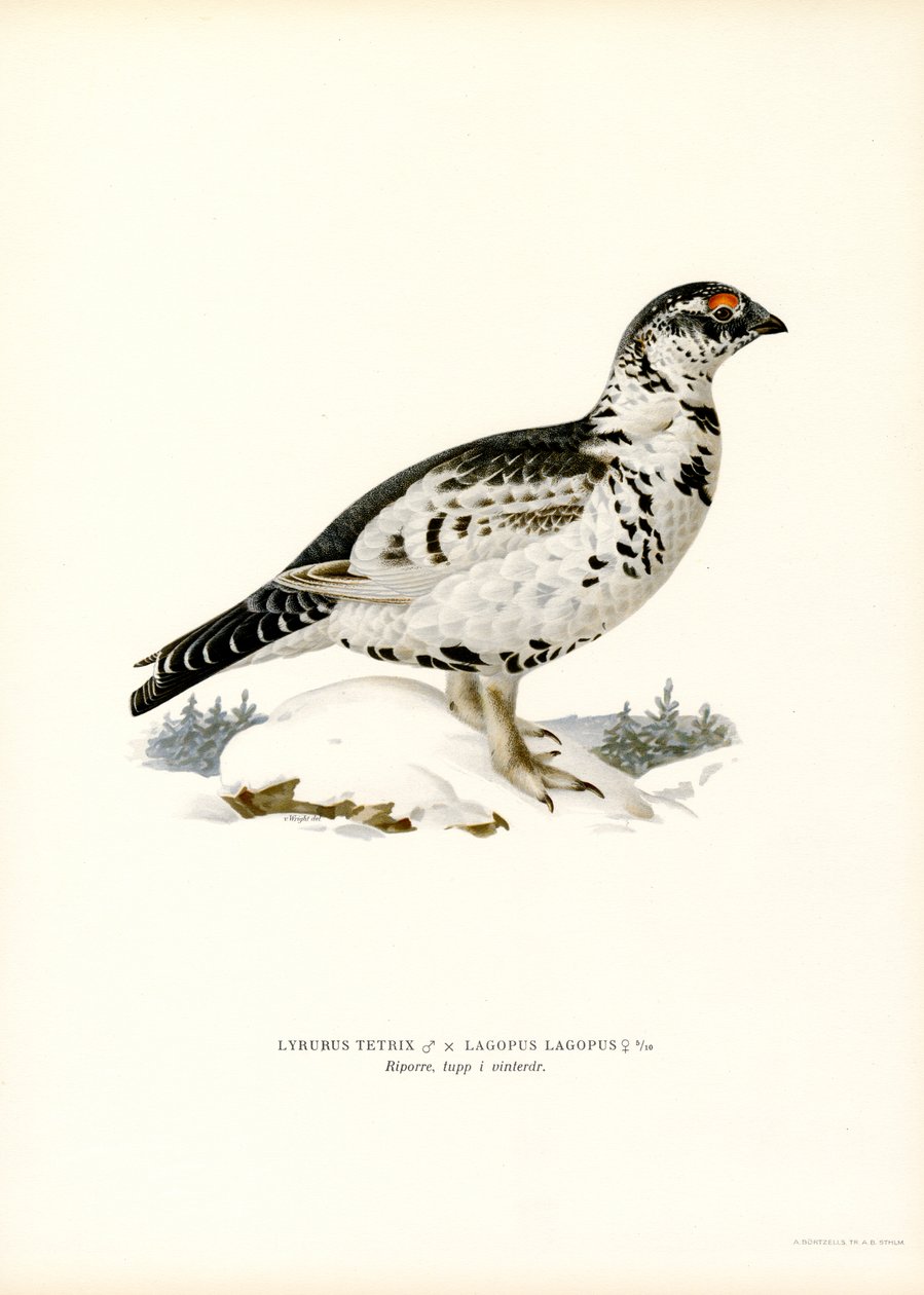 Urogallo negro x perdiz nórdica (litografía en color) de Magnus Ferdinand and Wilhelm von Wright