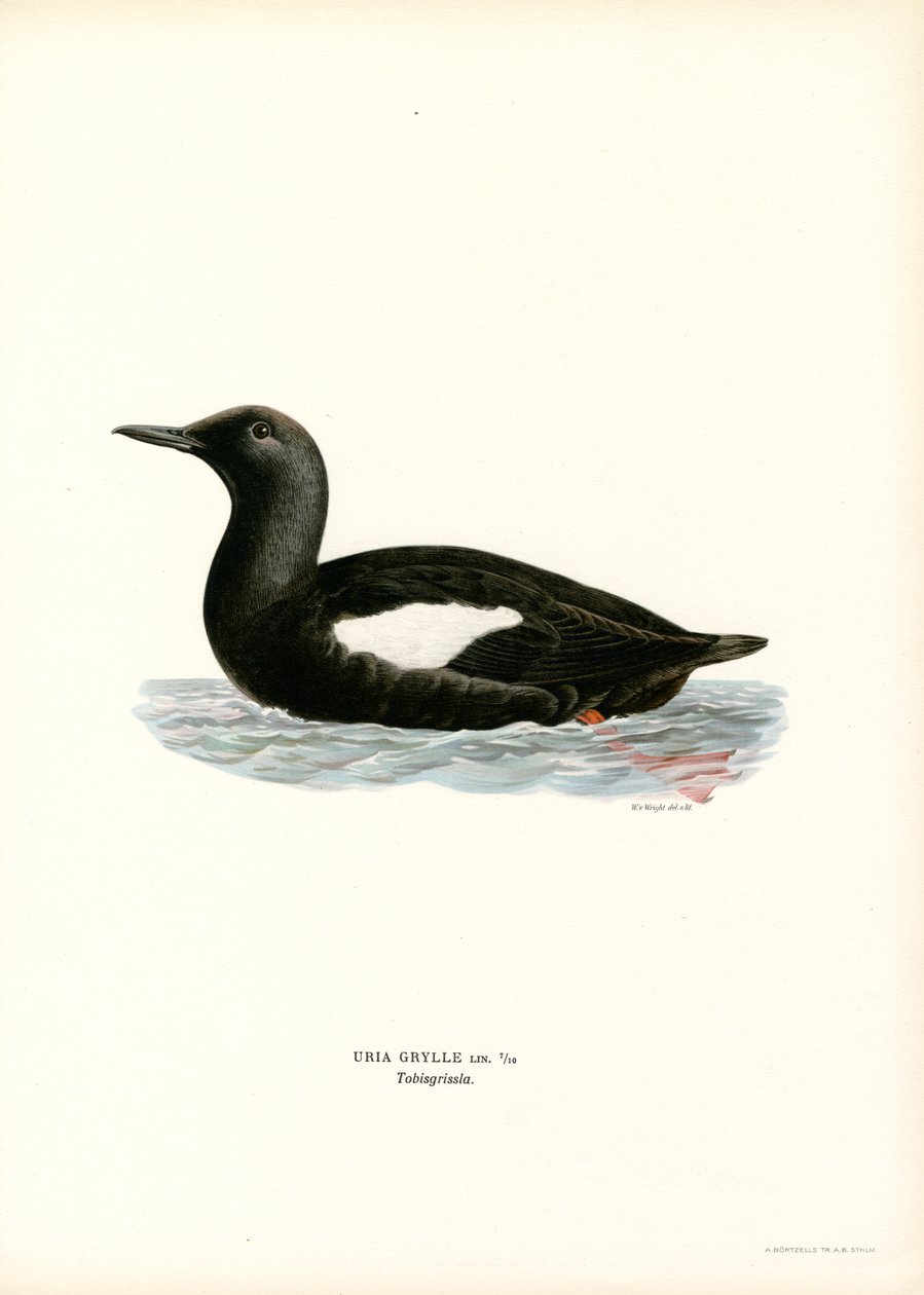 Guillemot negro (litografía en color) de Magnus Ferdinand and Wilhelm von Wright