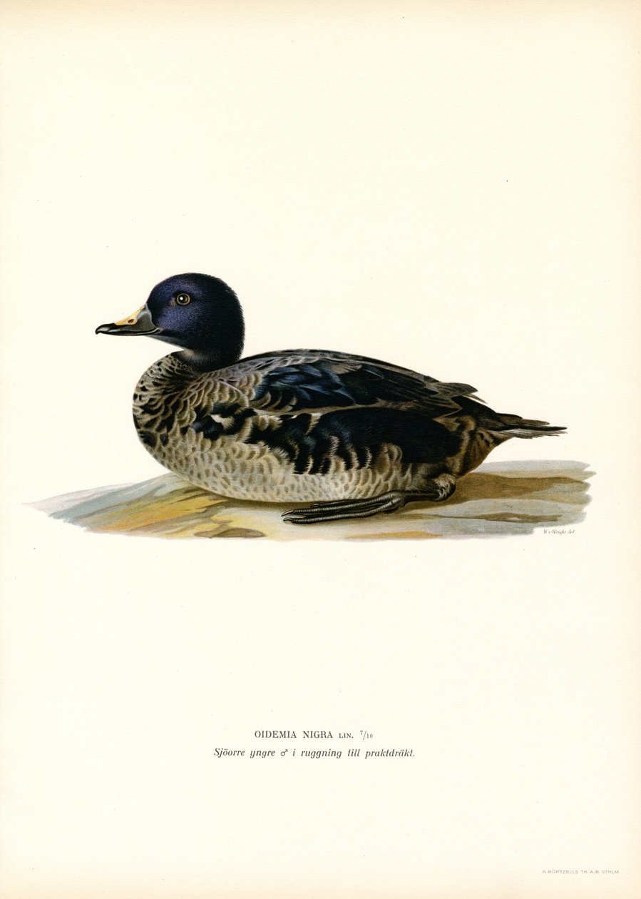 Negrón (litografía en color) de Magnus Ferdinand and Wilhelm von Wright