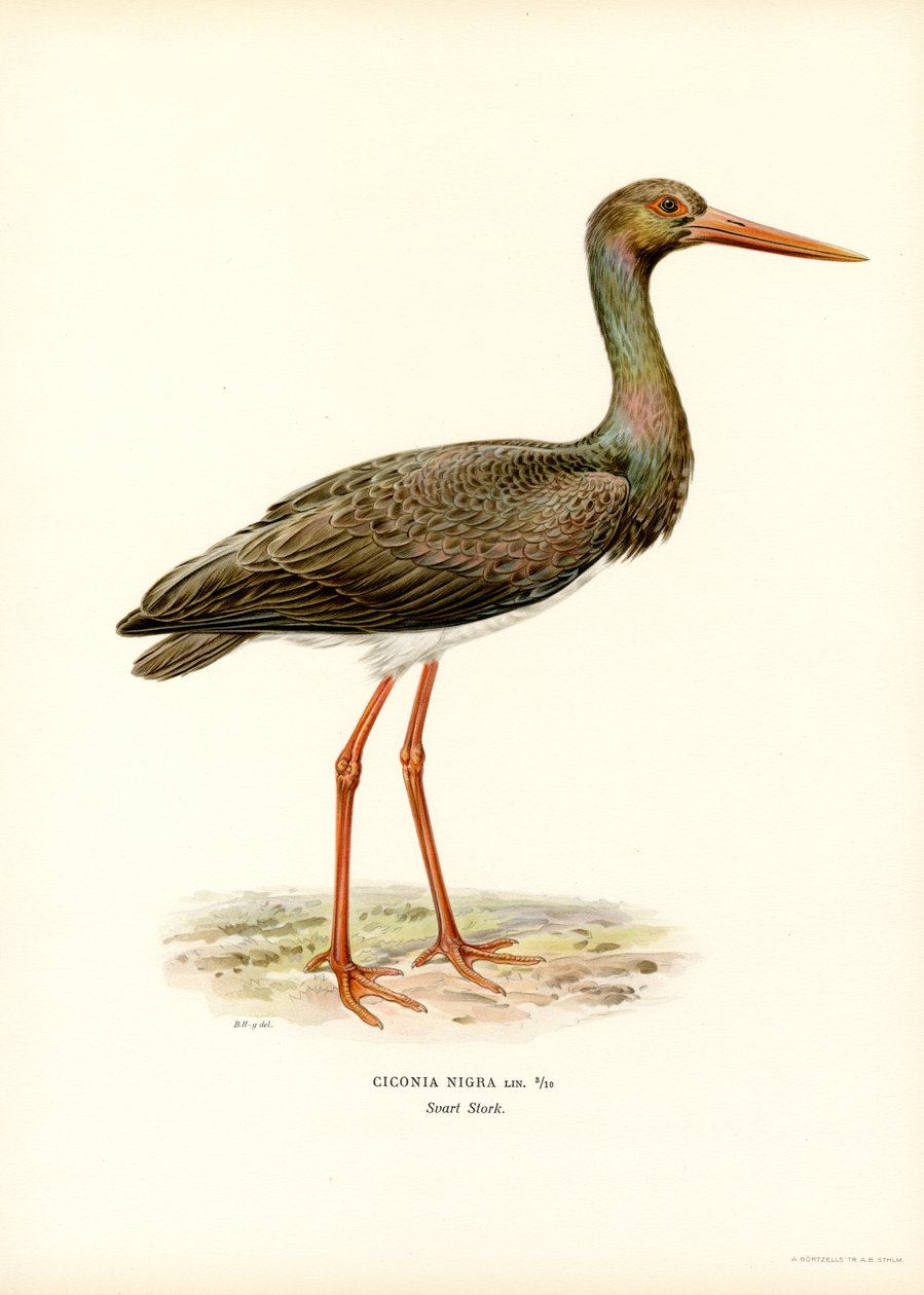 Cigüeña negra (litografía en color) de Magnus Ferdinand and Wilhelm von Wright