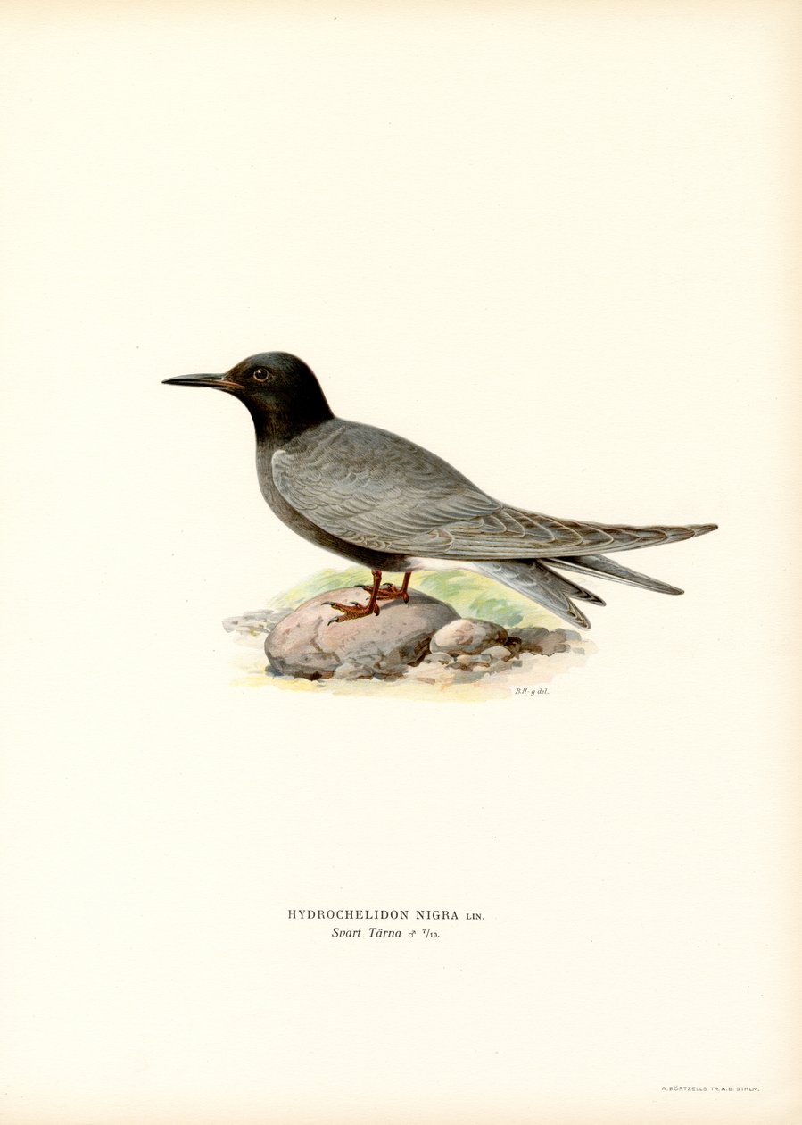 Charrán negro (litografía en color) de Magnus Ferdinand and Wilhelm von Wright