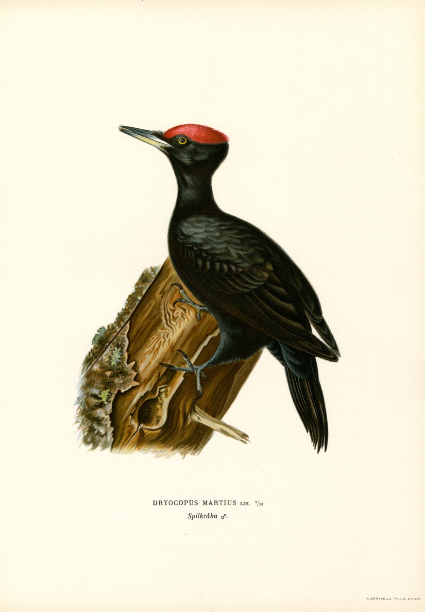 Pico negro (litografía en color) de Magnus Ferdinand and Wilhelm von Wright