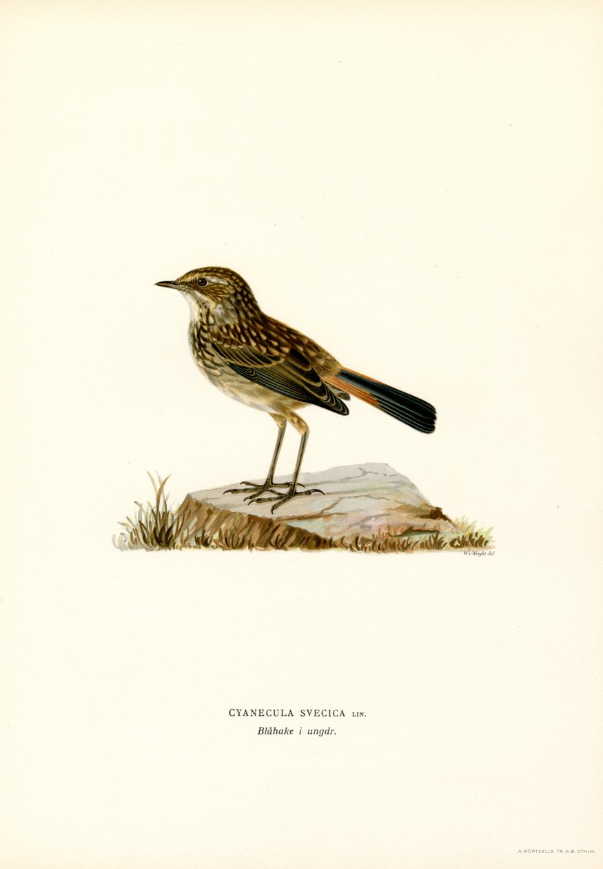 Pechiazul (litografía en color) de Magnus Ferdinand and Wilhelm von Wright
