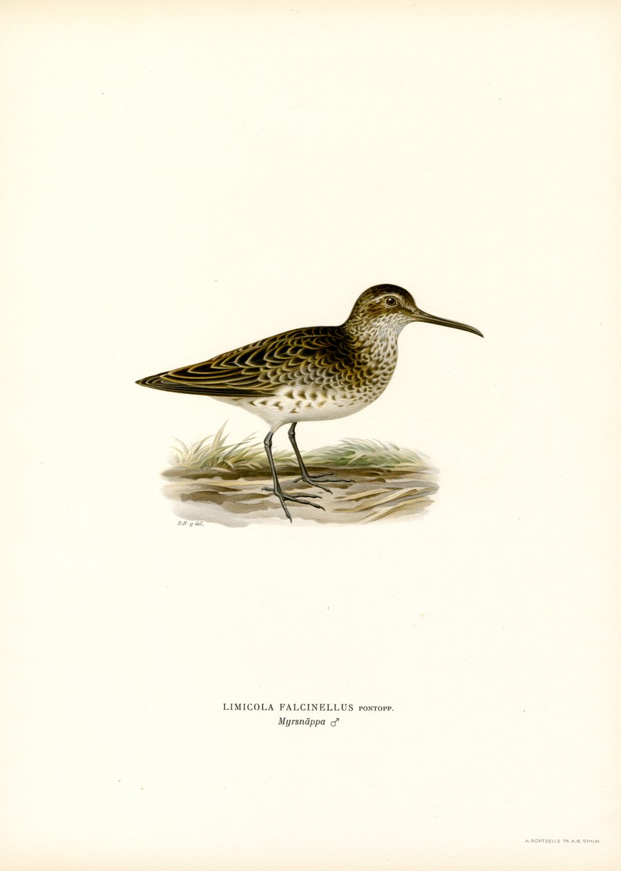 Correlimos de pico ancho (litografía en color) de Magnus Ferdinand and Wilhelm von Wright