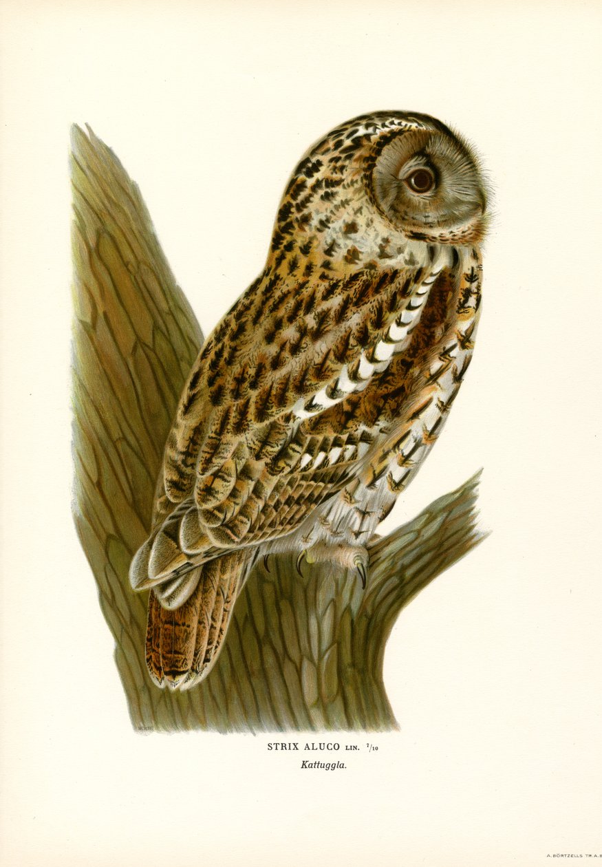 Búho marrón (litografía en color) de Magnus Ferdinand and Wilhelm von Wright