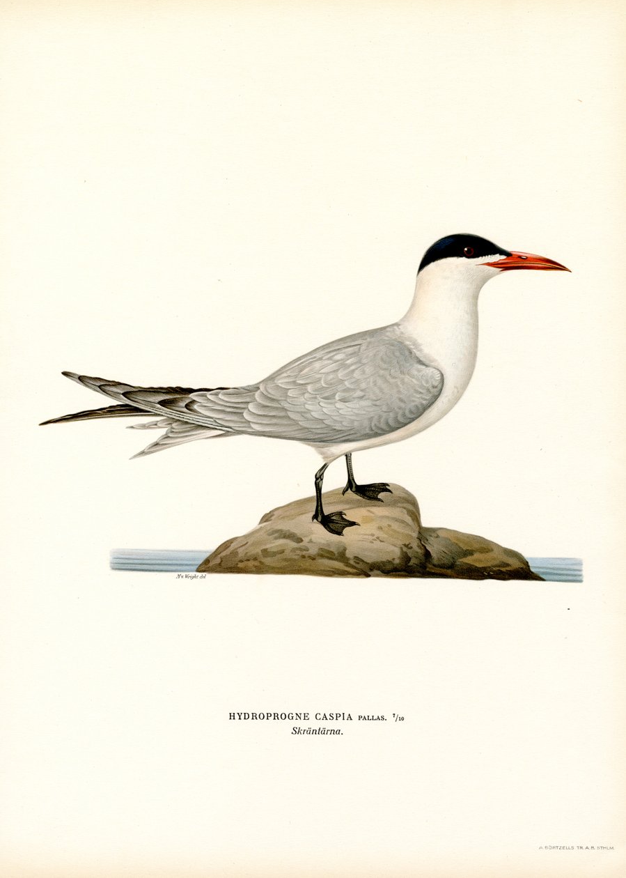 Charrán caspio (litografía en color) de Magnus Ferdinand and Wilhelm von Wright