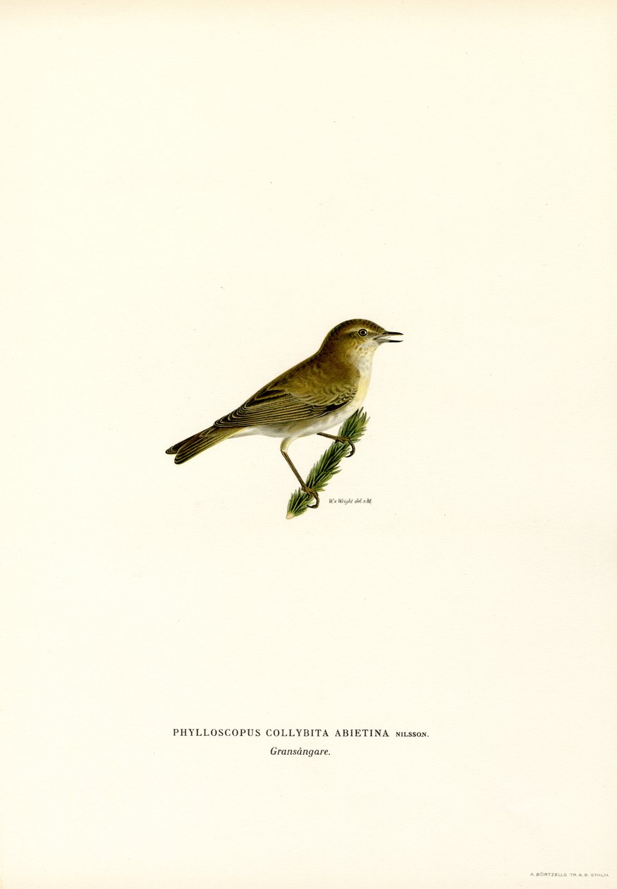Chiffchaff (litografía en color) de Magnus Ferdinand and Wilhelm von Wright