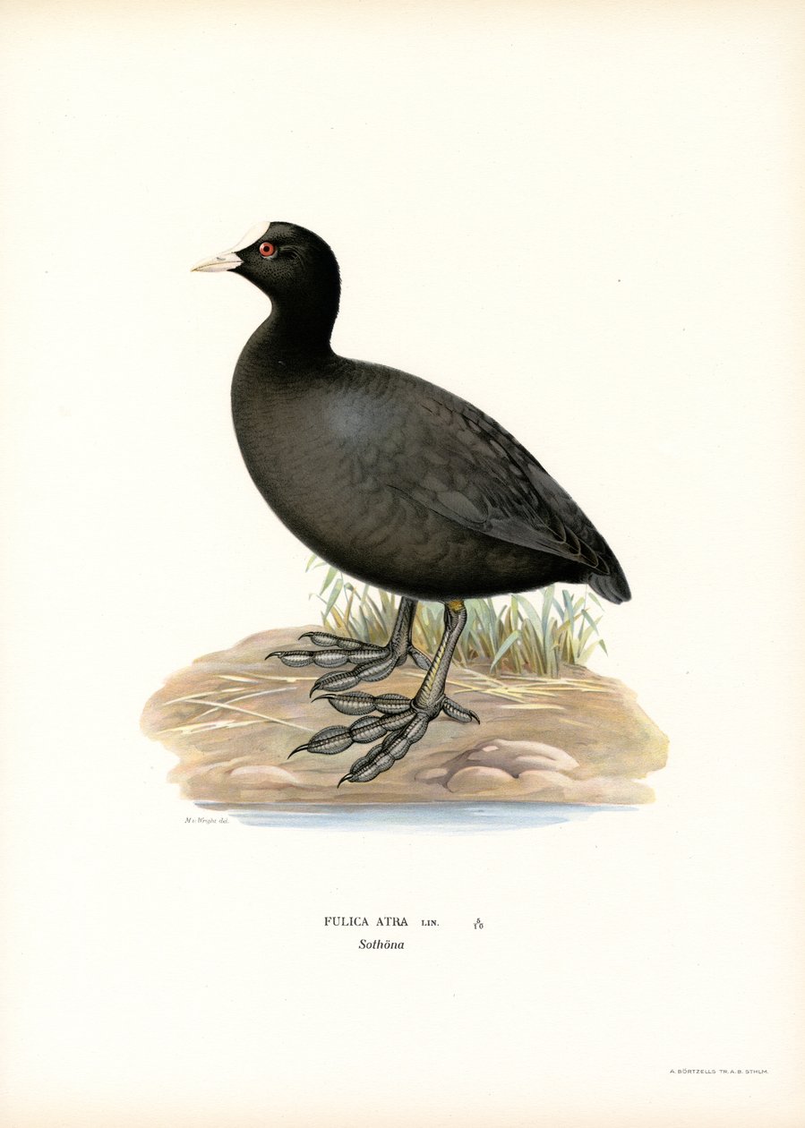 Focha común (litografía en color) de Magnus Ferdinand and Wilhelm von Wright
