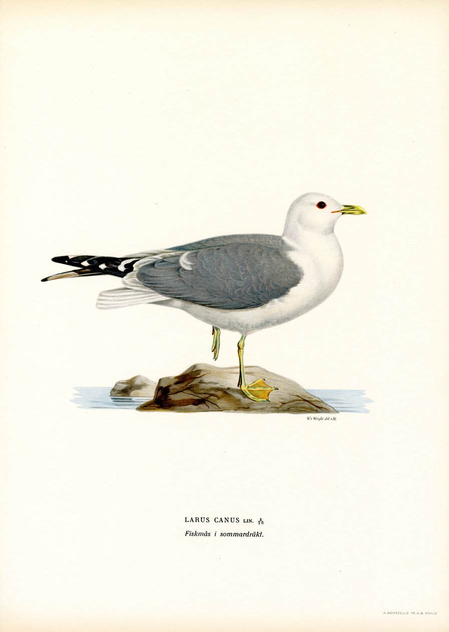Gaviota común (litografía en color) de Magnus Ferdinand and Wilhelm von Wright