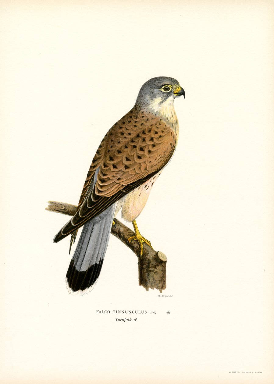 Cernícalo común (litografía en color) de Magnus Ferdinand and Wilhelm von Wright
