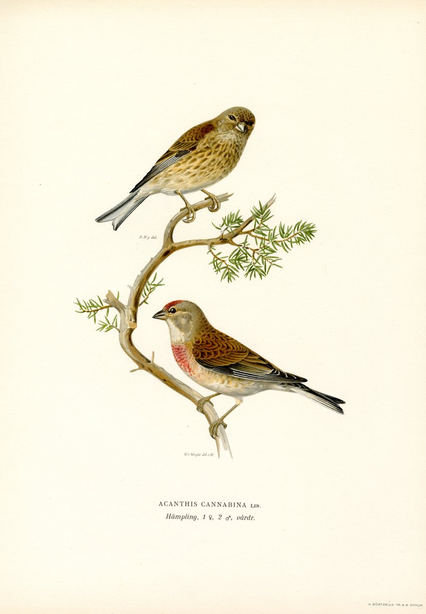 Pardillo común (litografía en color) de Magnus Ferdinand and Wilhelm von Wright
