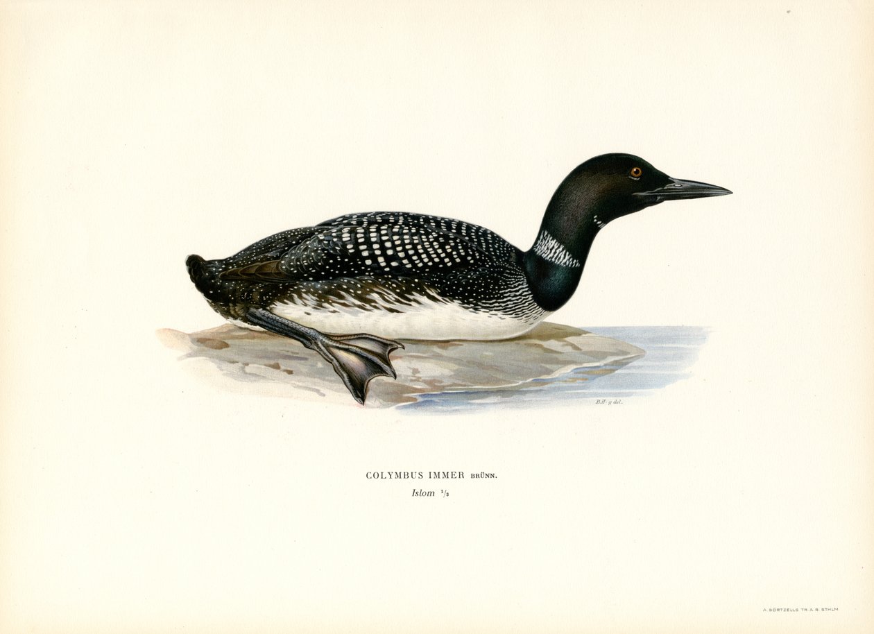 Loon común (litografía en color) de Magnus Ferdinand and Wilhelm von Wright