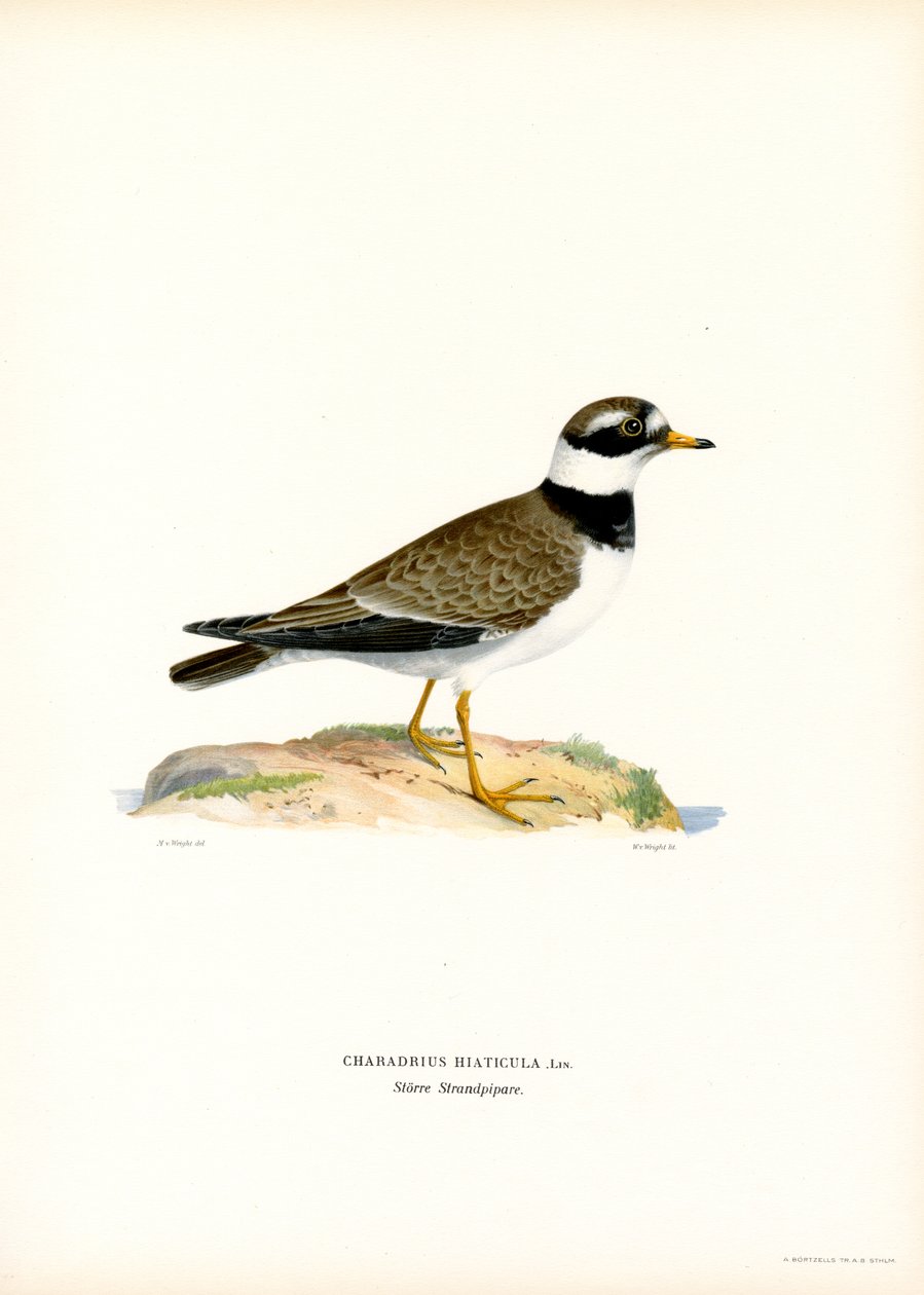 Chorlito común (litografía en color) de Magnus Ferdinand and Wilhelm von Wright