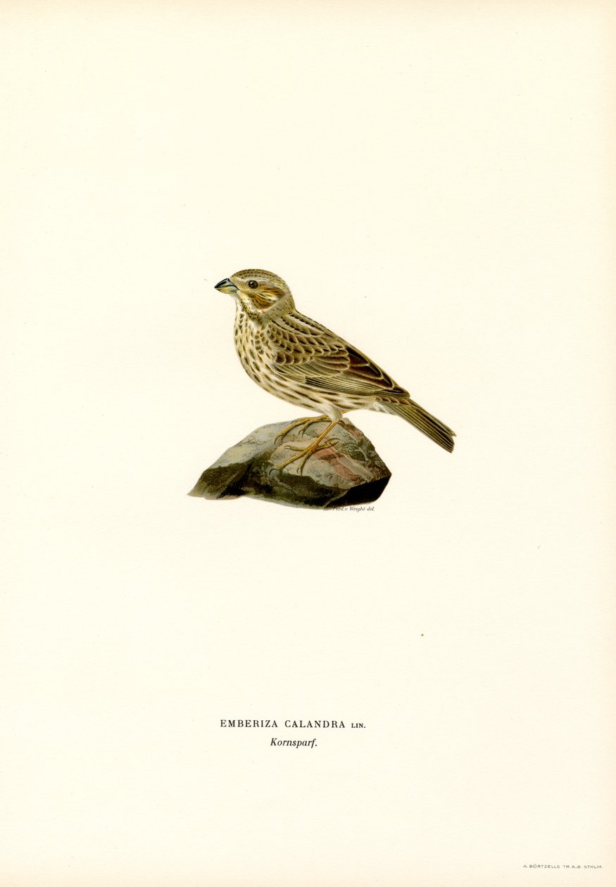 Escarabajo de maíz (litografía en color) de Magnus Ferdinand and Wilhelm von Wright
