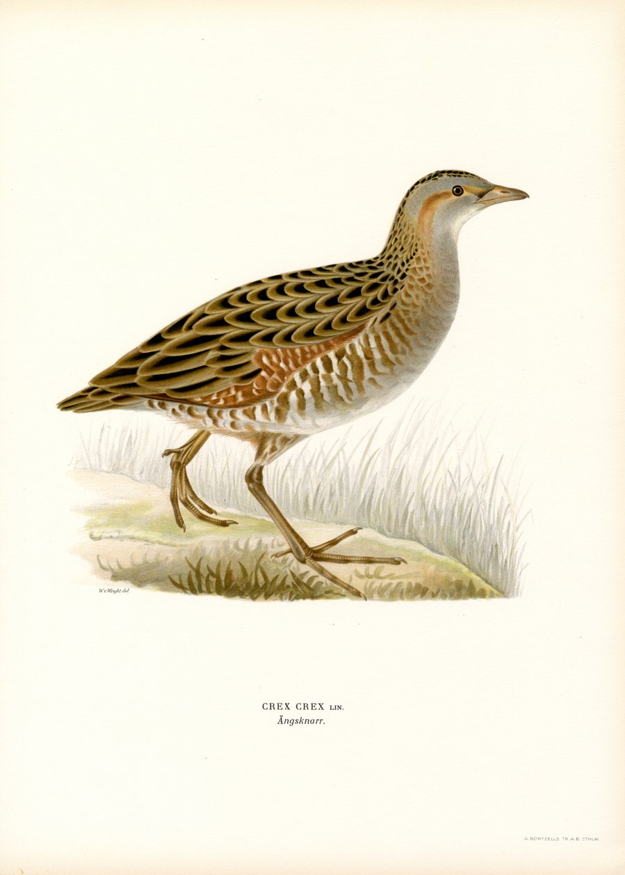Corn Crake (litografía en color) de Magnus Ferdinand and Wilhelm von Wright