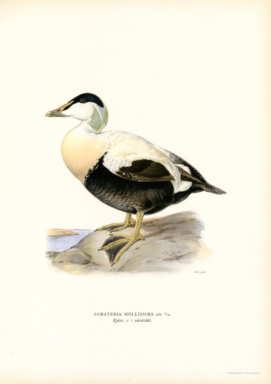 Pato de Eider (litografía en color) de Magnus Ferdinand and Wilhelm von Wright