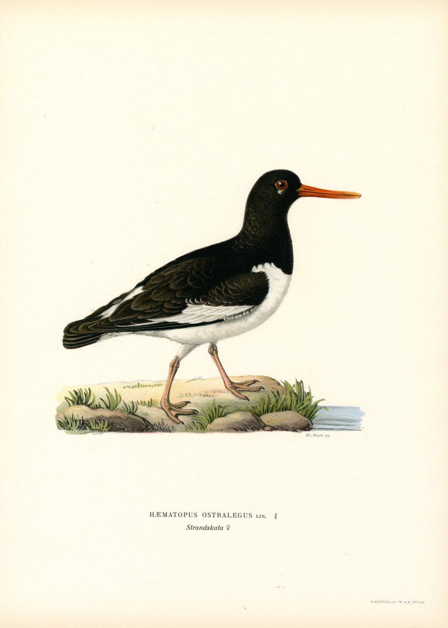 Ostrero común (litografía en color) de Magnus Ferdinand and Wilhelm von Wright