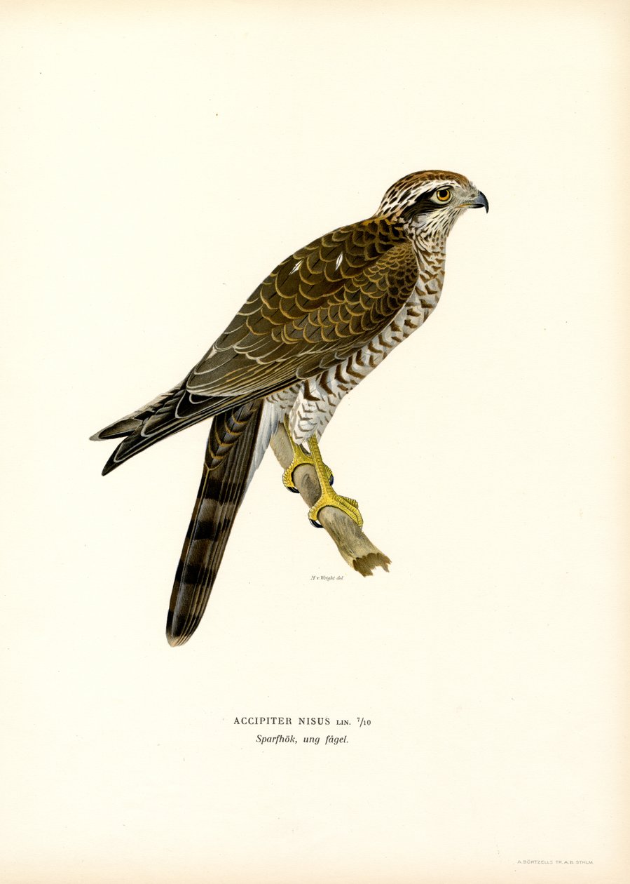 Gavilán común (litografía en color) de Magnus Ferdinand and Wilhelm von Wright