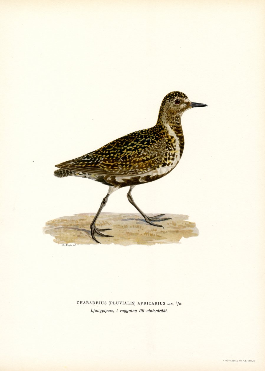 Chorlito dorado europeo (litografía en color) de Magnus Ferdinand and Wilhelm von Wright