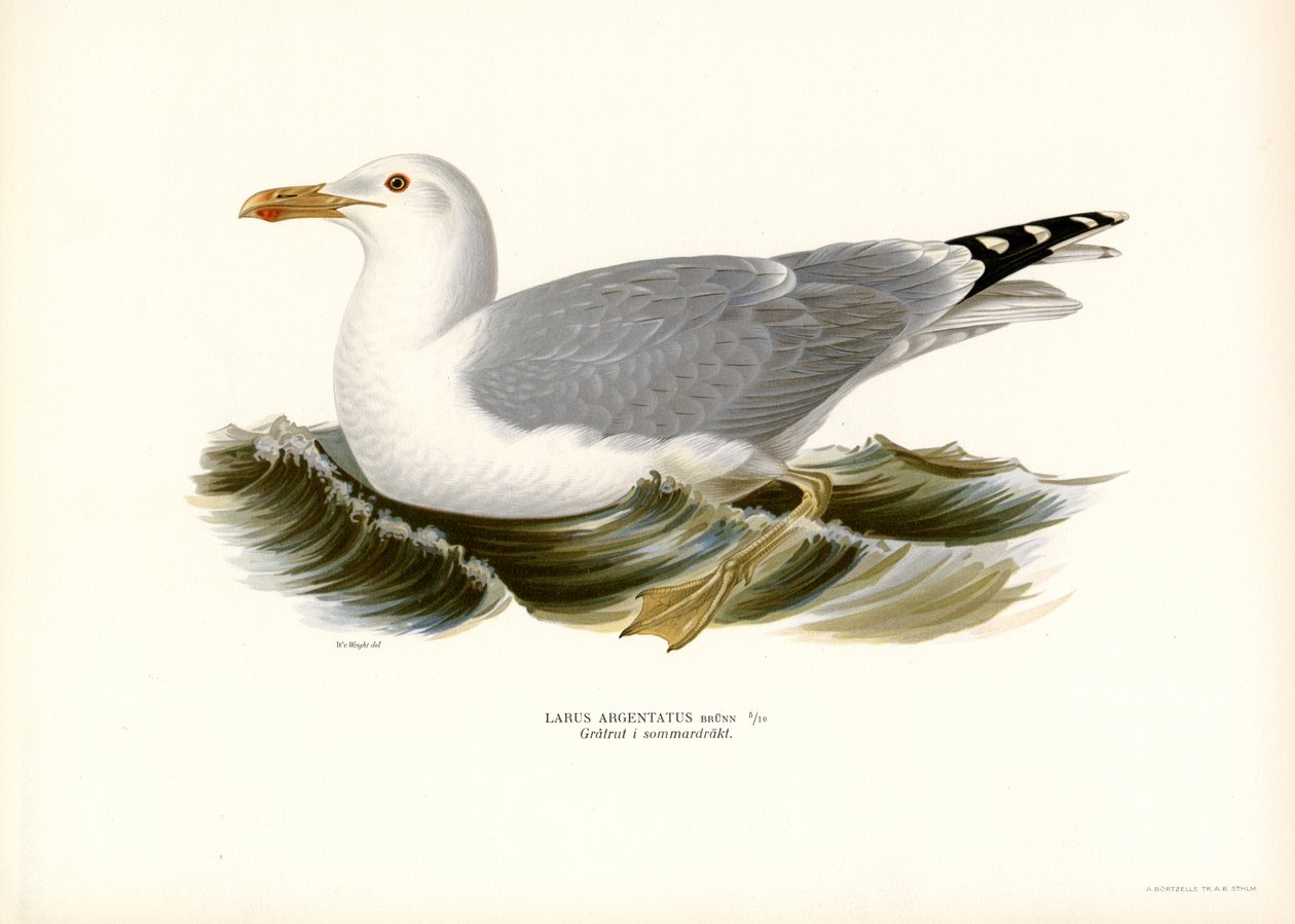 Gaviota argéntea europea (litografía en color) de Magnus Ferdinand and Wilhelm von Wright