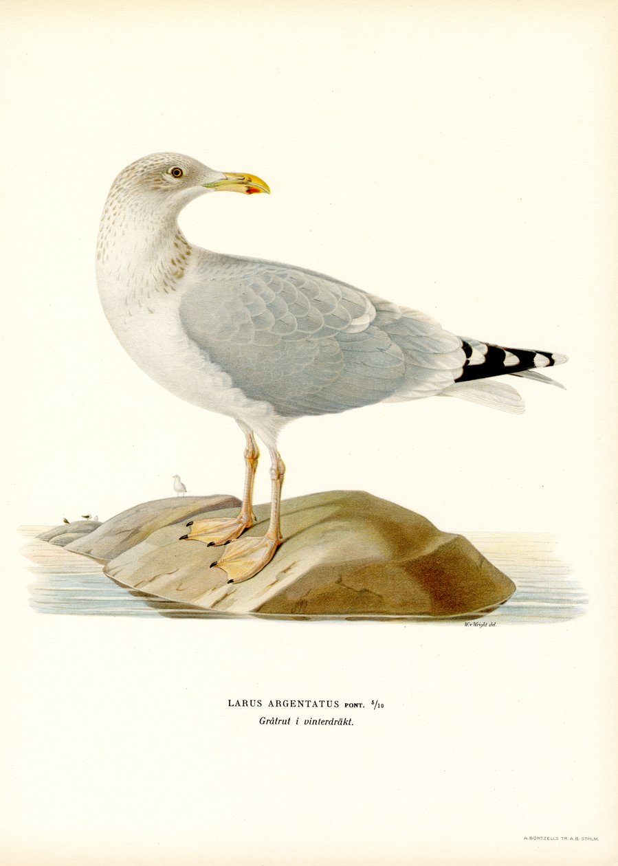 Gaviota argéntea europea (litografía en color) de Magnus Ferdinand and Wilhelm von Wright