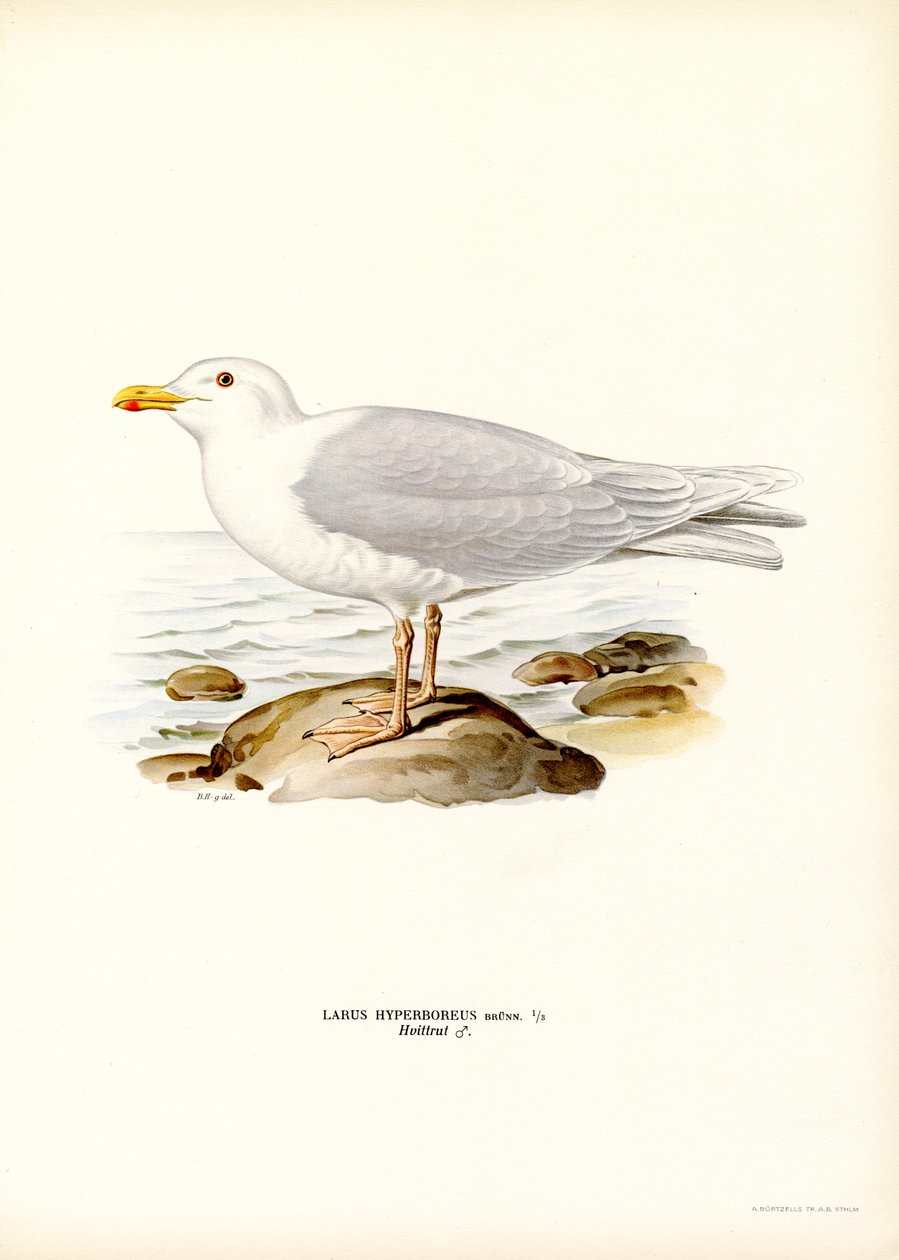 Gaviota glauca (litografía en color) de Magnus Ferdinand and Wilhelm von Wright