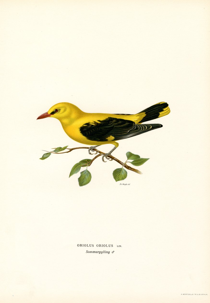 Oropéndola dorada (litografía en color) de Magnus Ferdinand and Wilhelm von Wright