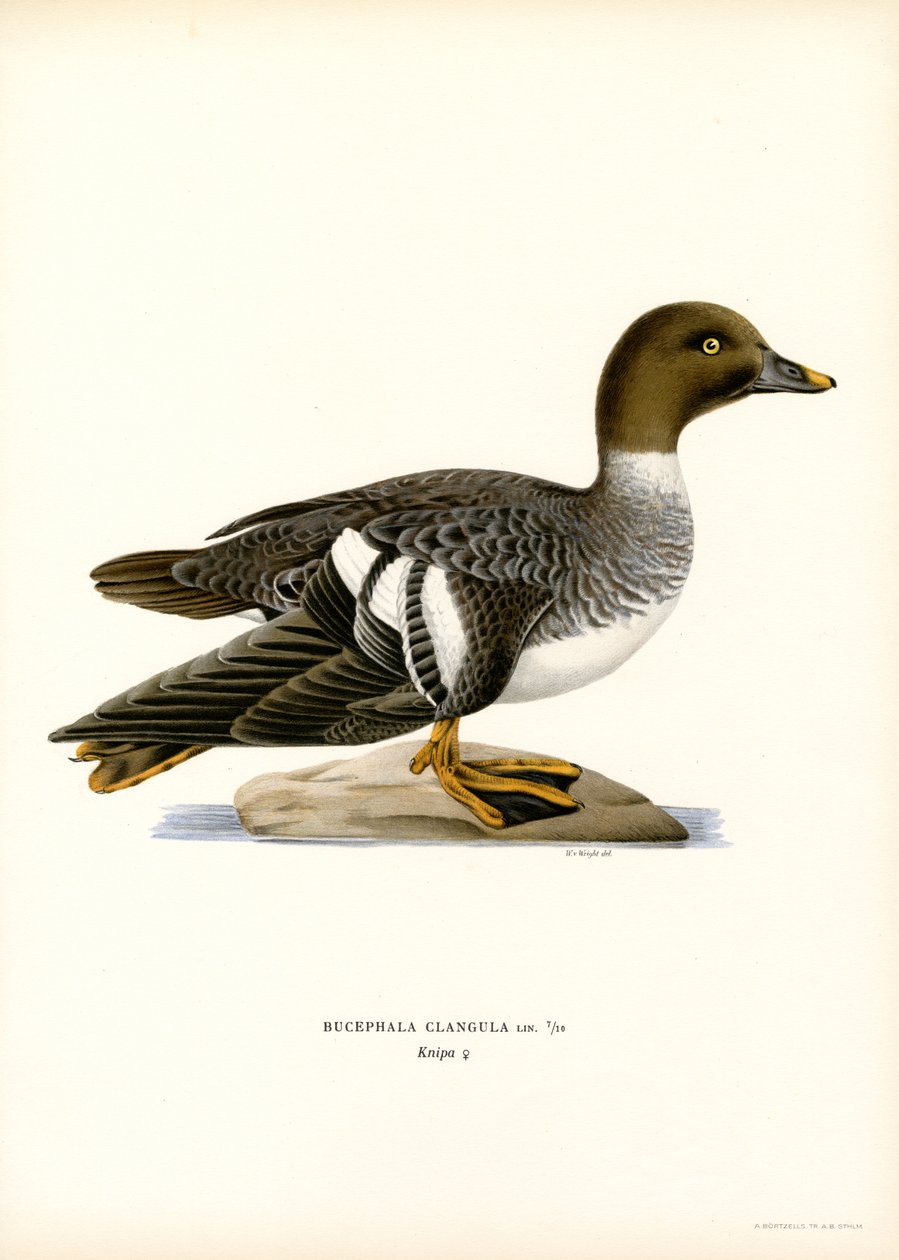 Pato Goldeneye (litografía en color) de Magnus Ferdinand and Wilhelm von Wright