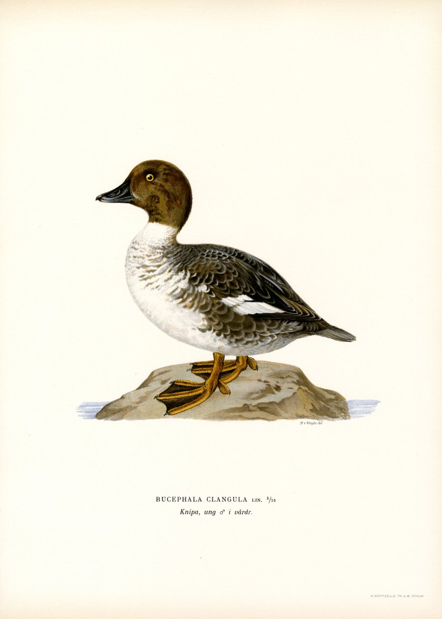 Pato Goldeneye (litografía en color) de Magnus Ferdinand and Wilhelm von Wright