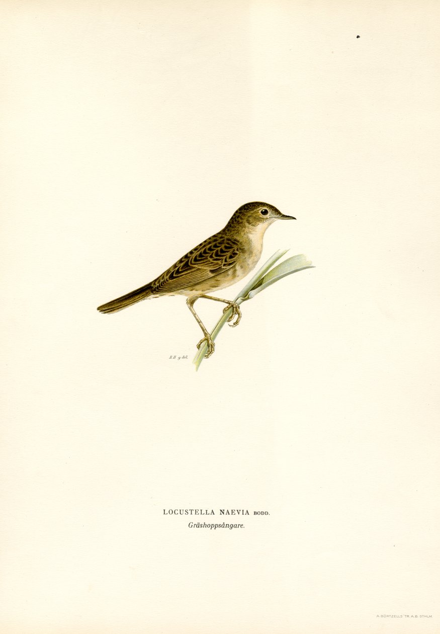 Curruca de los saltamontes (litografía en color) de Magnus Ferdinand and Wilhelm von Wright