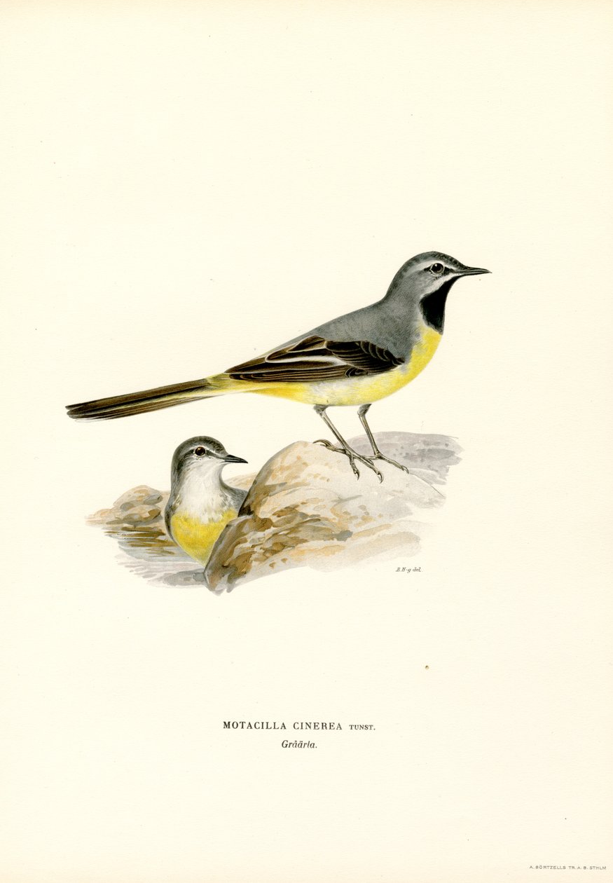 Lavandera gris (litografía en color) de Magnus Ferdinand and Wilhelm von Wright