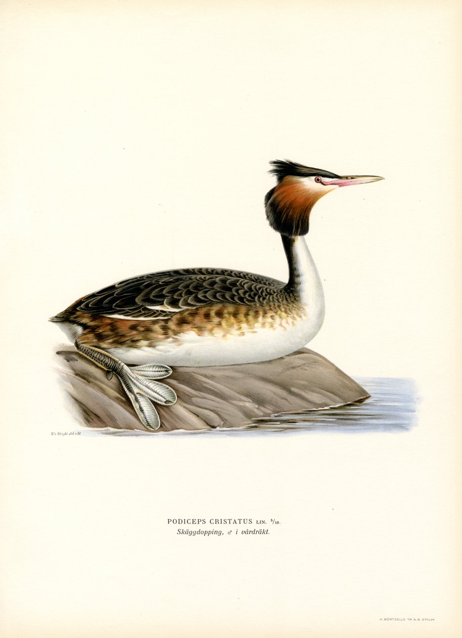 Somormujo lavanco (litografía en color) de Magnus Ferdinand and Wilhelm von Wright