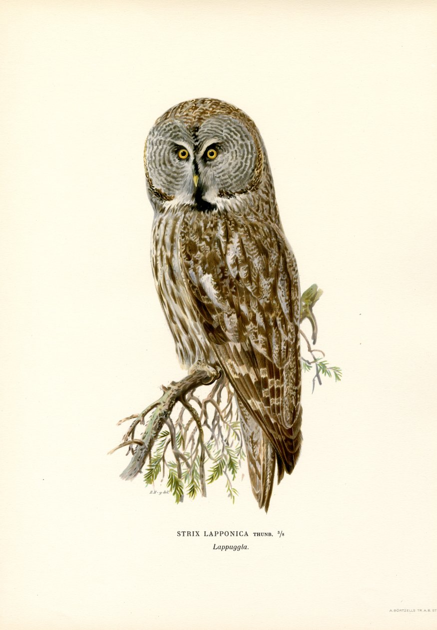 Búho gris (litografía en color) de Magnus Ferdinand and Wilhelm von Wright