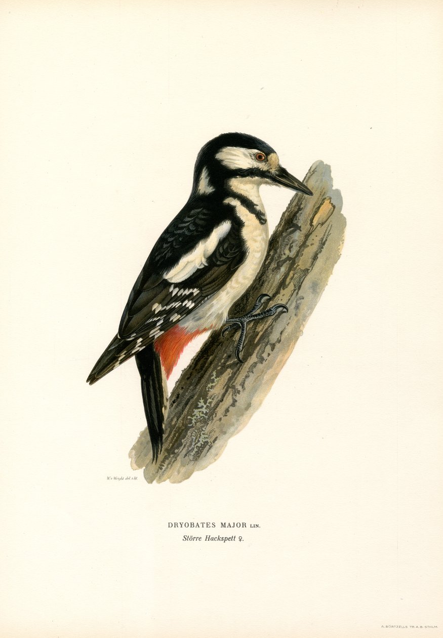Pico picapinos (litografía en color) de Magnus Ferdinand and Wilhelm von Wright