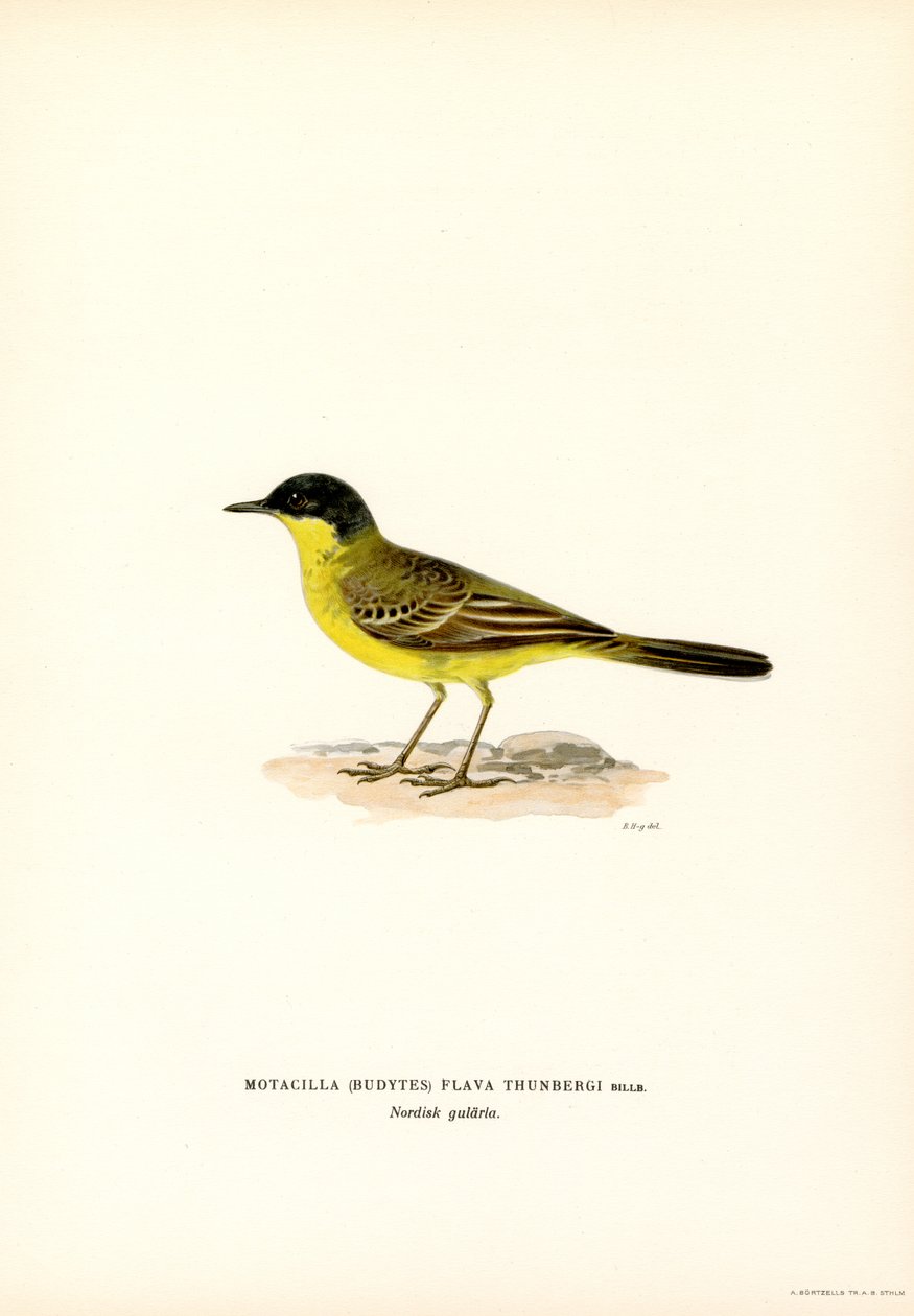 Lavandera boyera (litografía en color) de Magnus Ferdinand and Wilhelm von Wright