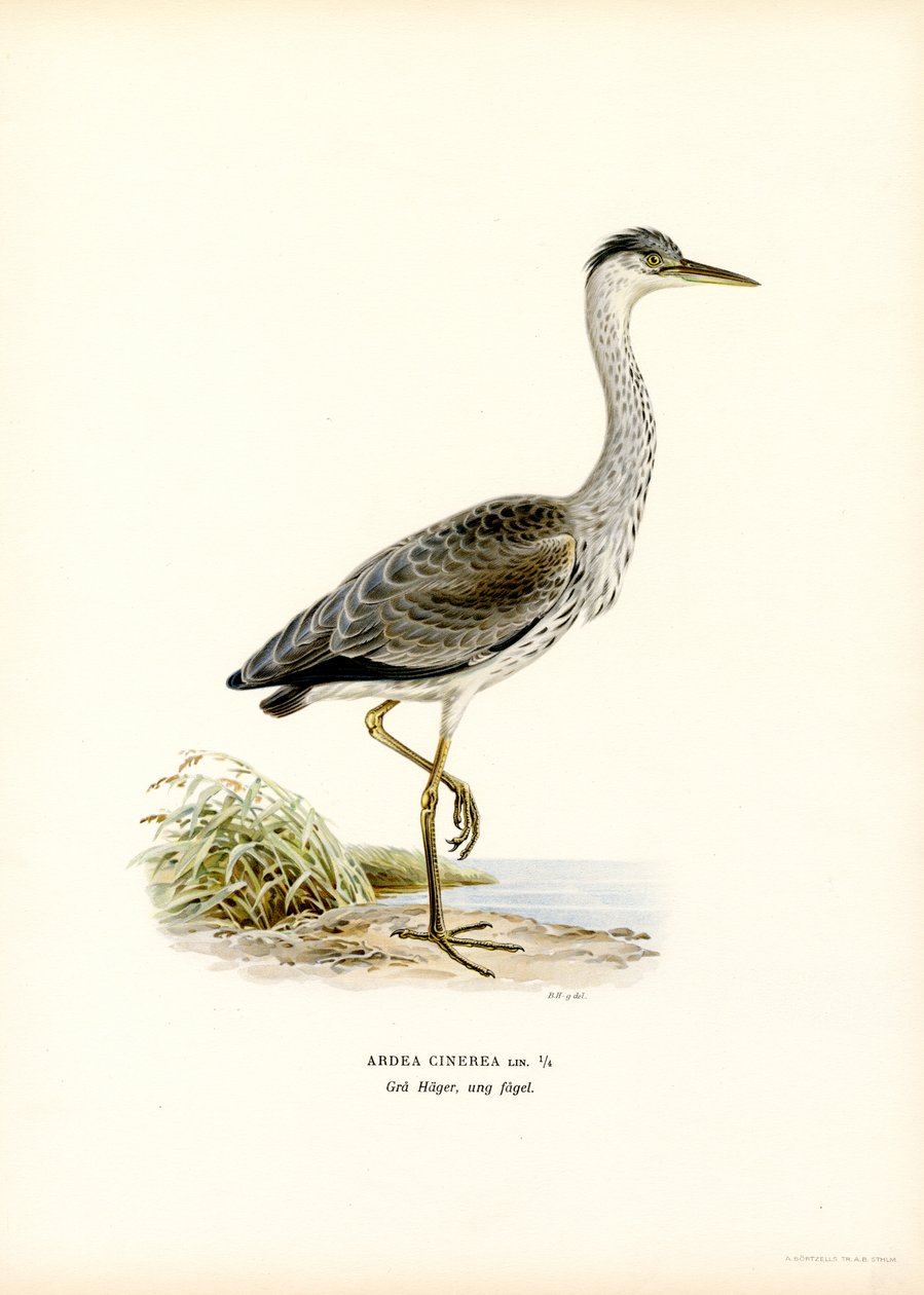 Garza real (litografía en color) de Magnus Ferdinand and Wilhelm von Wright