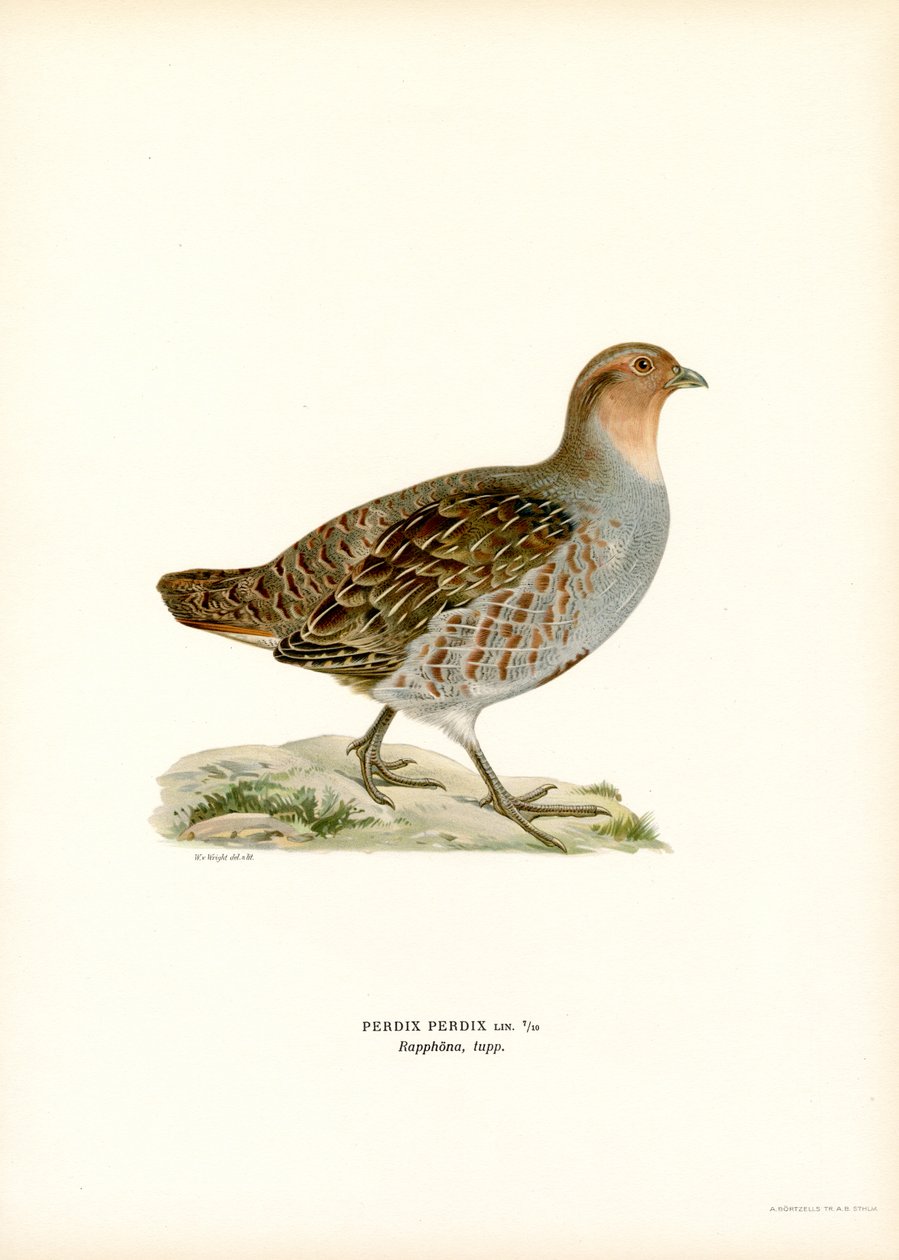 Perdiz gris (litografía en color) de Magnus Ferdinand and Wilhelm von Wright